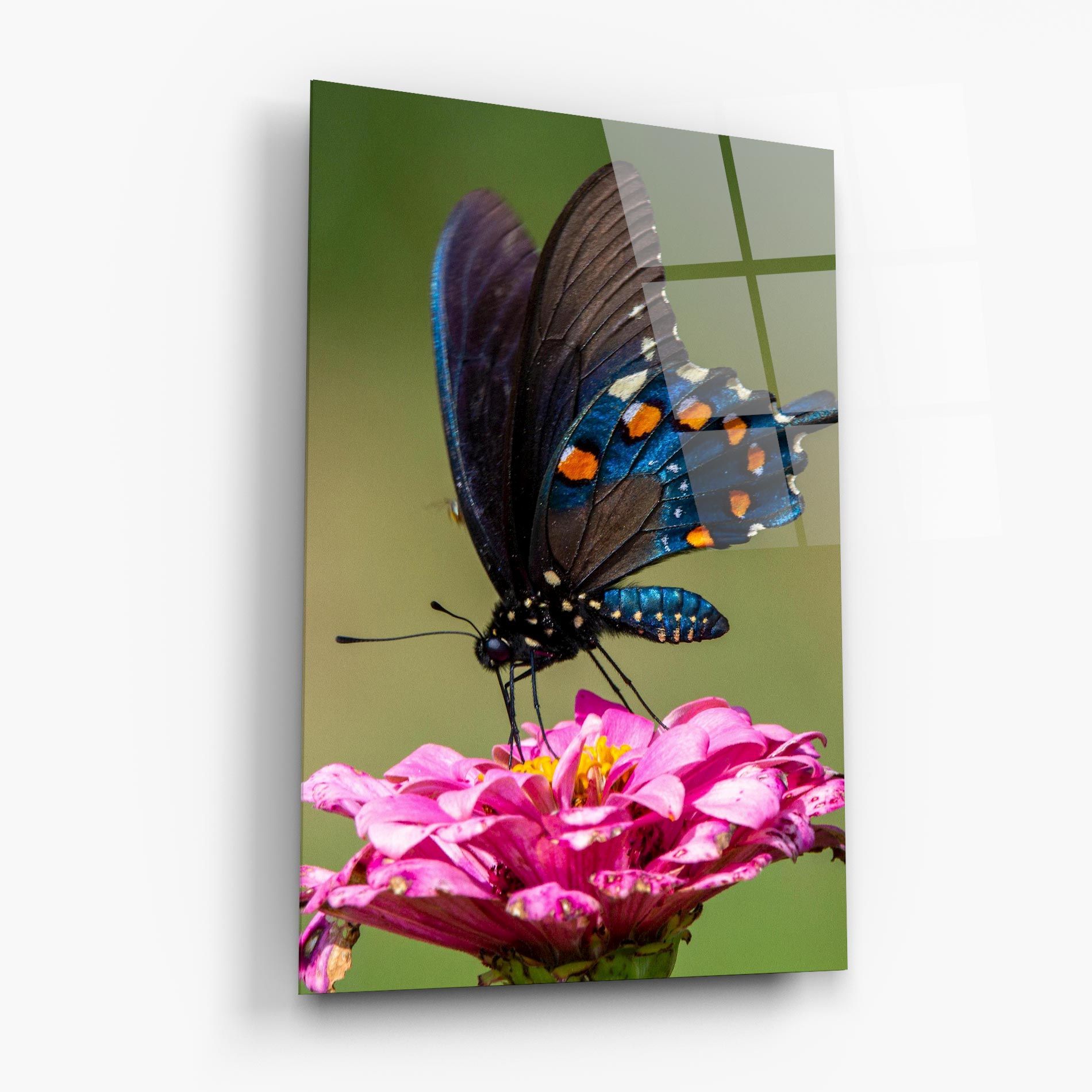 Blue Grey Butterfly mockup 6