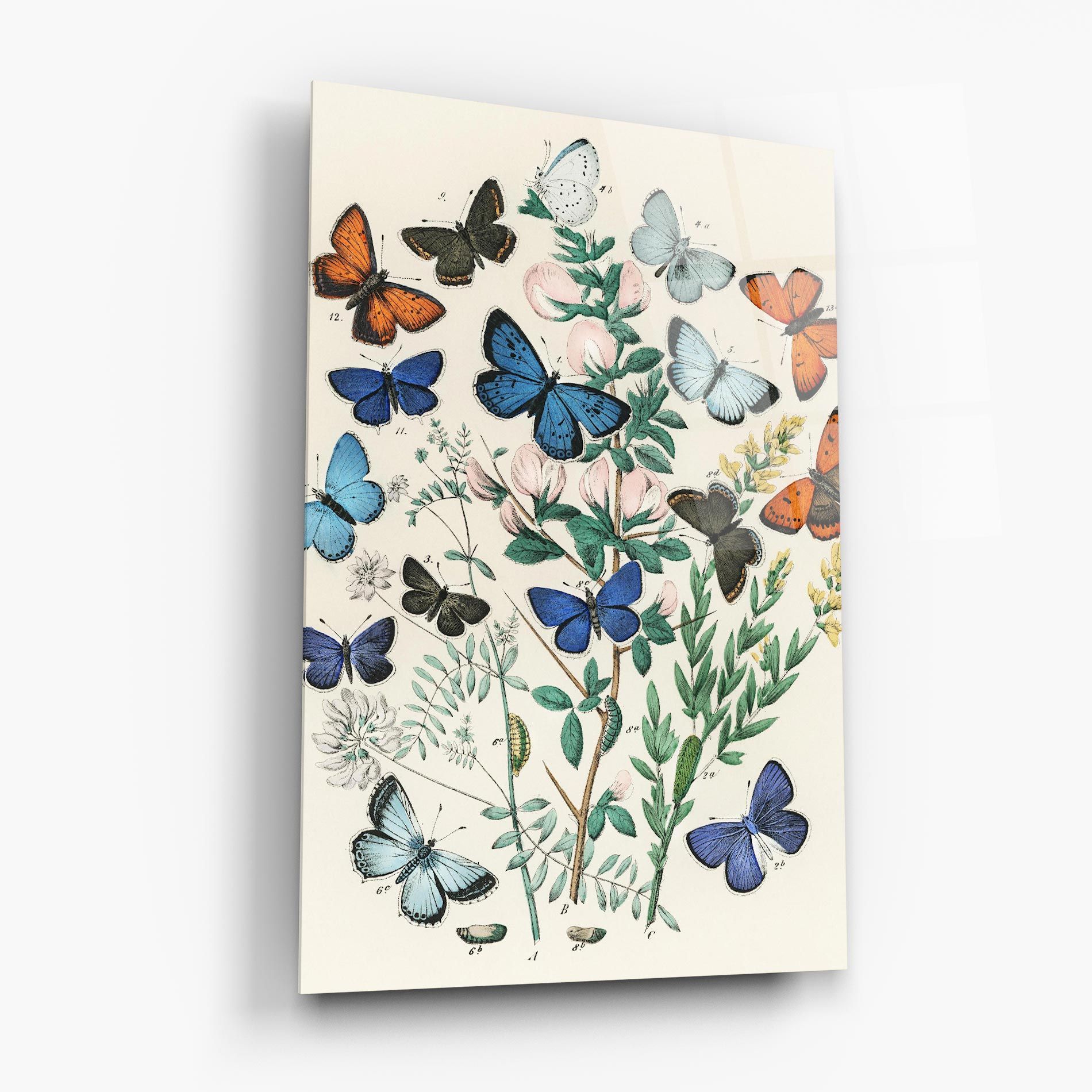 Blue Orange Butterflies mockup 6