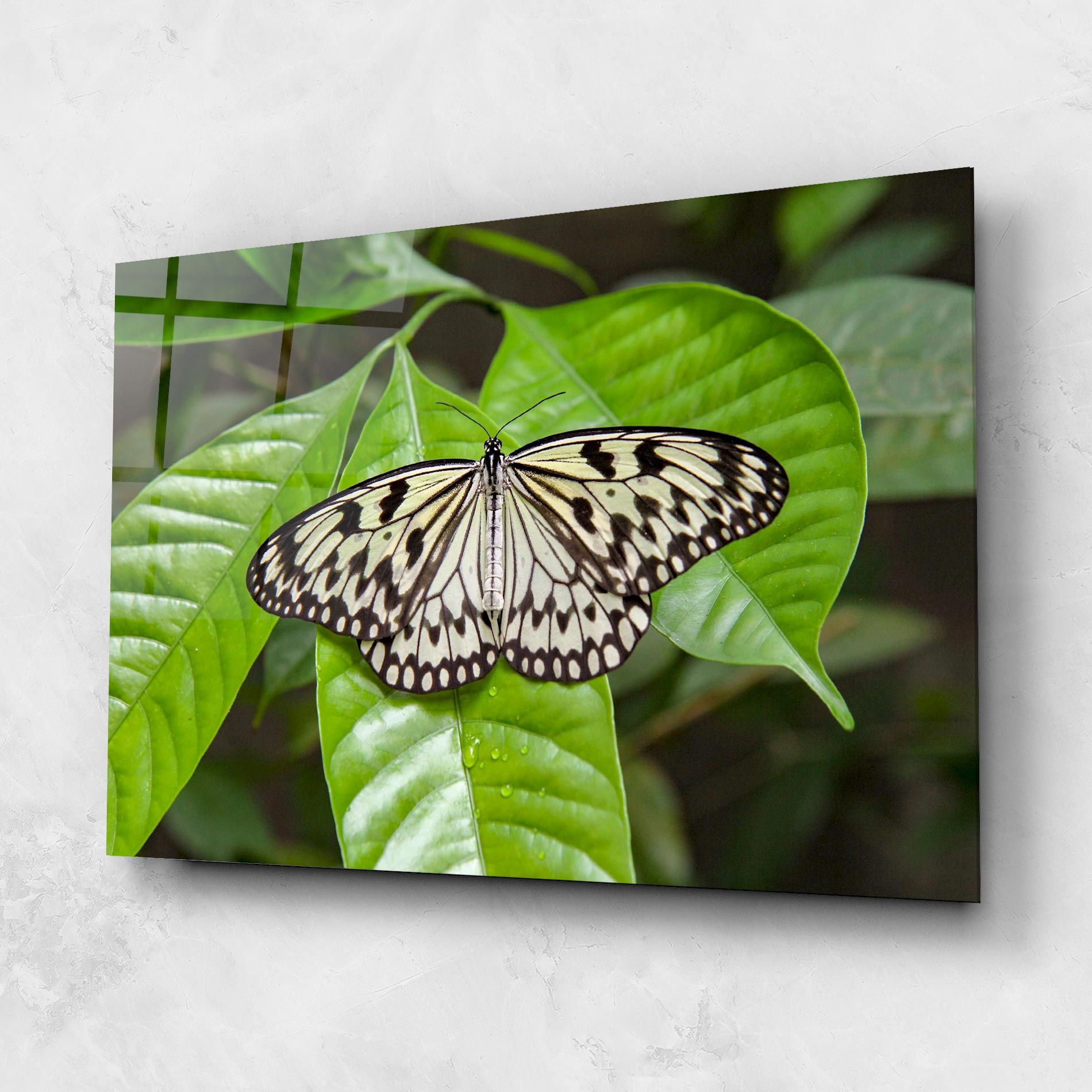 Beautiful White Butterfly mockup 1