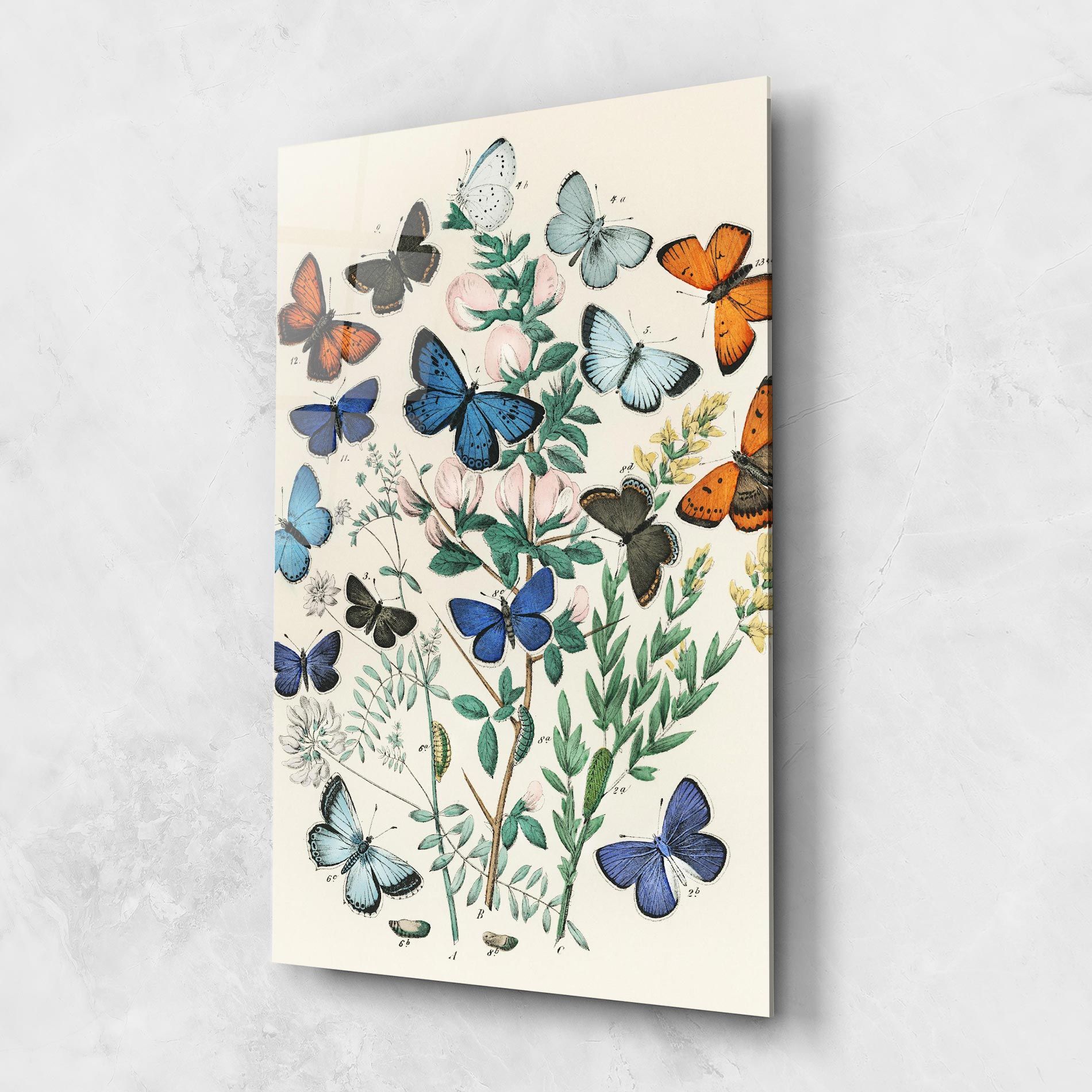 Blue Orange Butterflies mockup 1