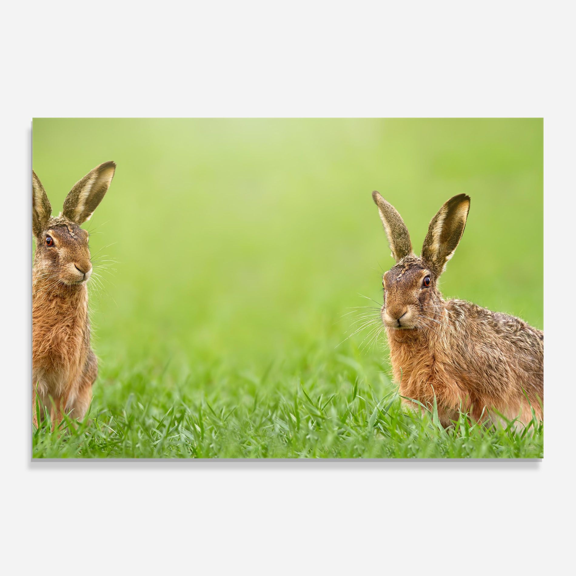 Brown Hares mockup 0