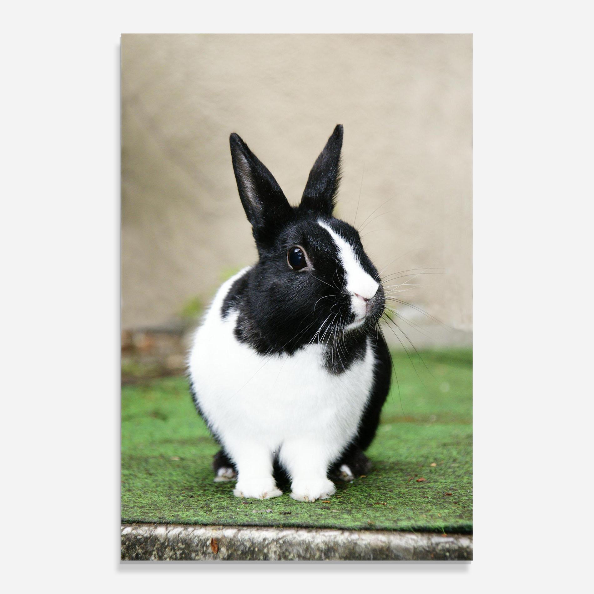 Üvegkép Black Ear Rabbit mockup 0