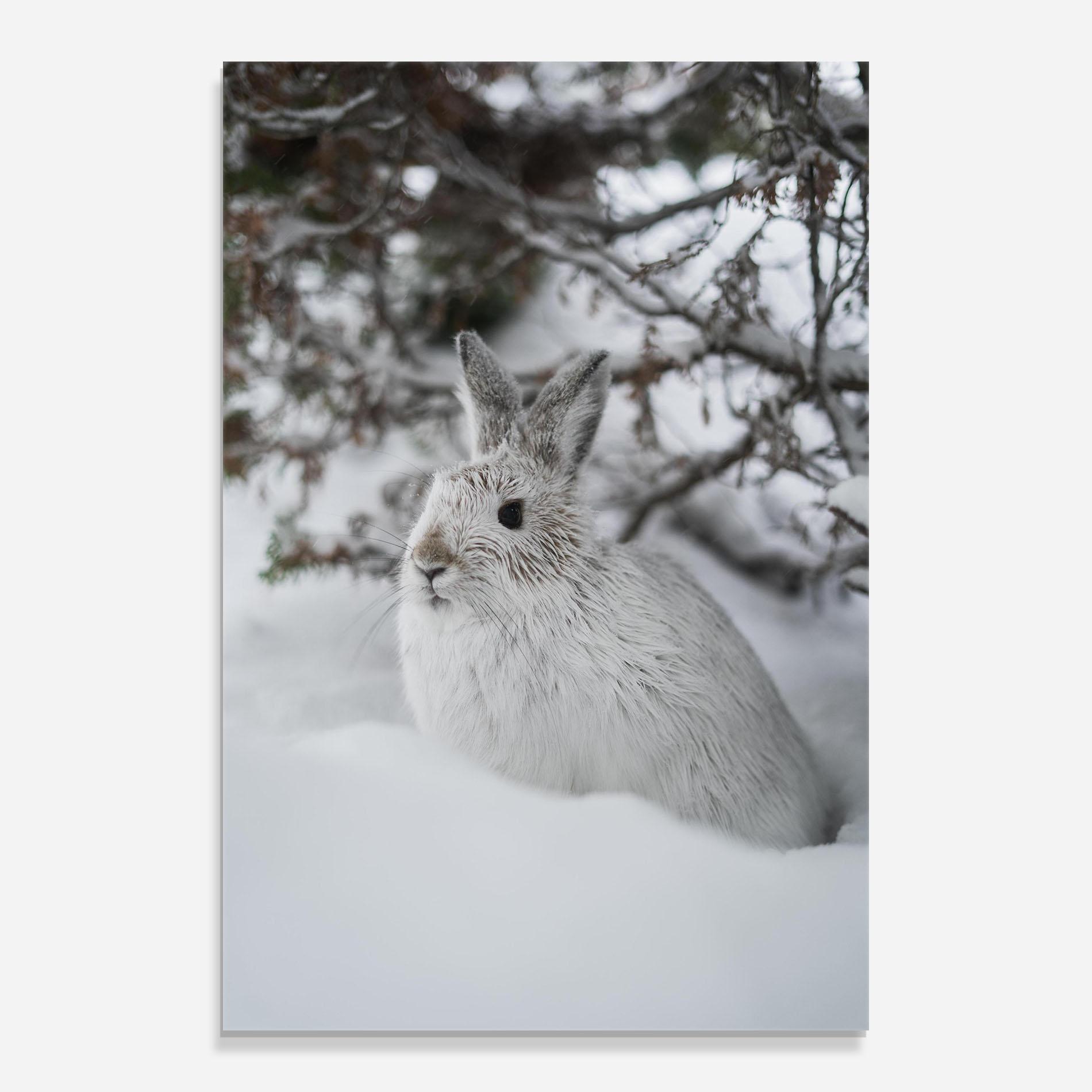 Üvegkép Bunny In Snow mockup 0