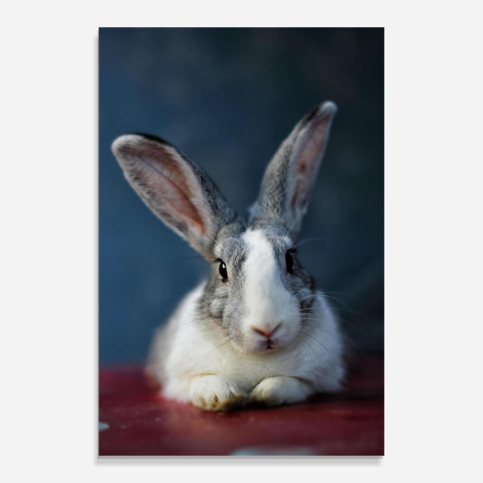 Üvegkép Cute Grey Bunny mockup 0