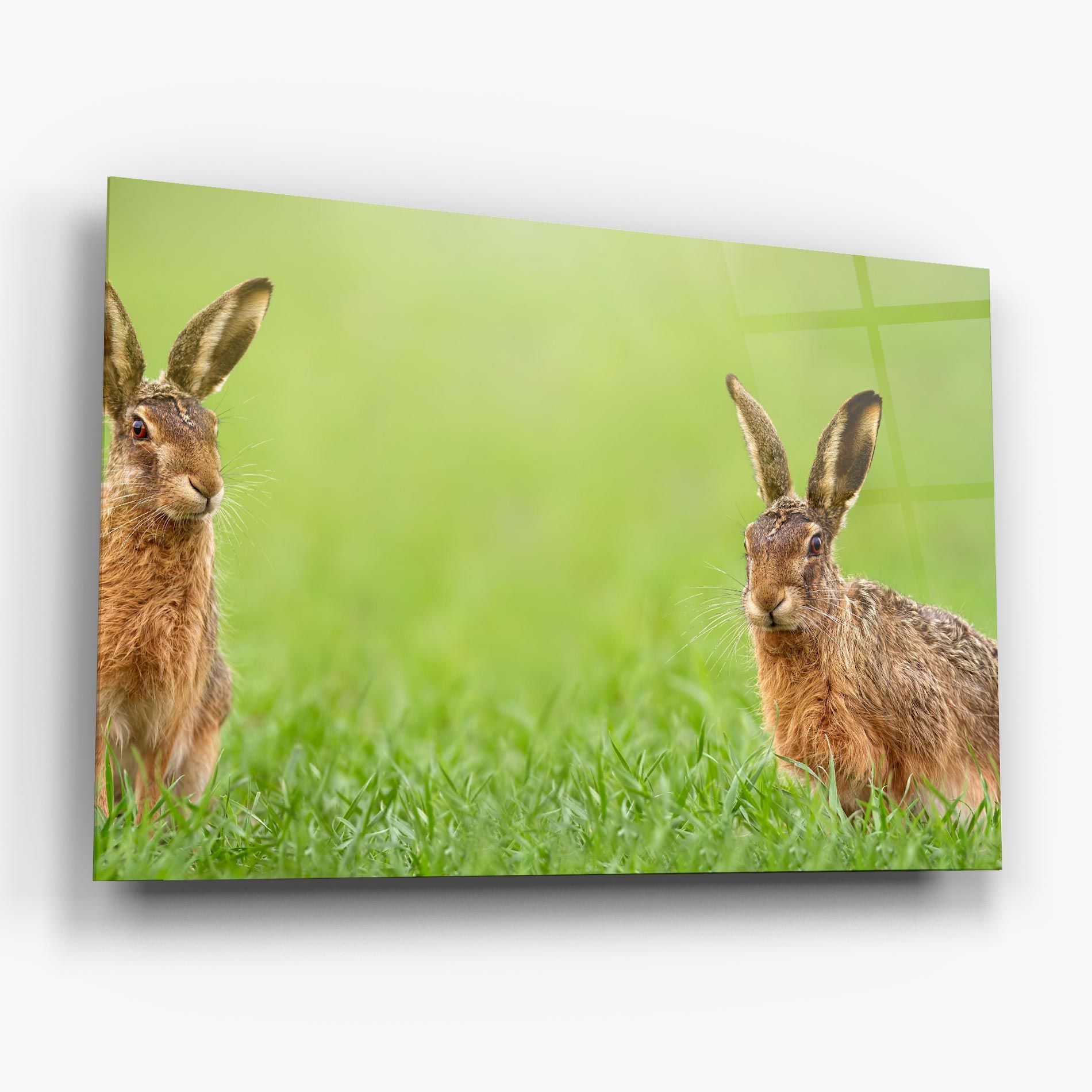 Brown Hares mockup 6