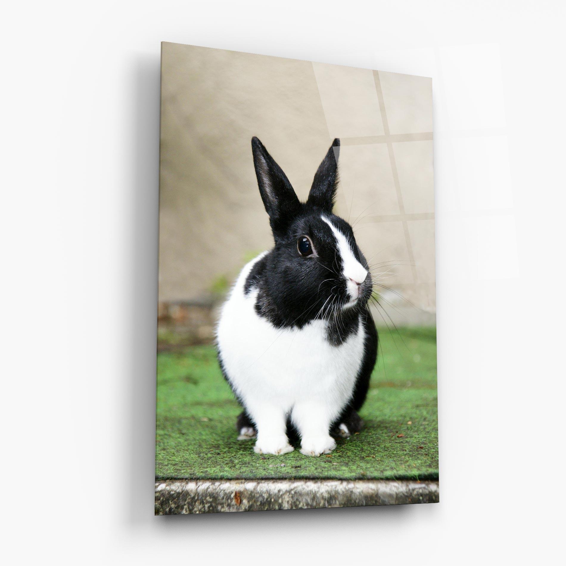 Üvegkép Black Ear Rabbit mockup 6