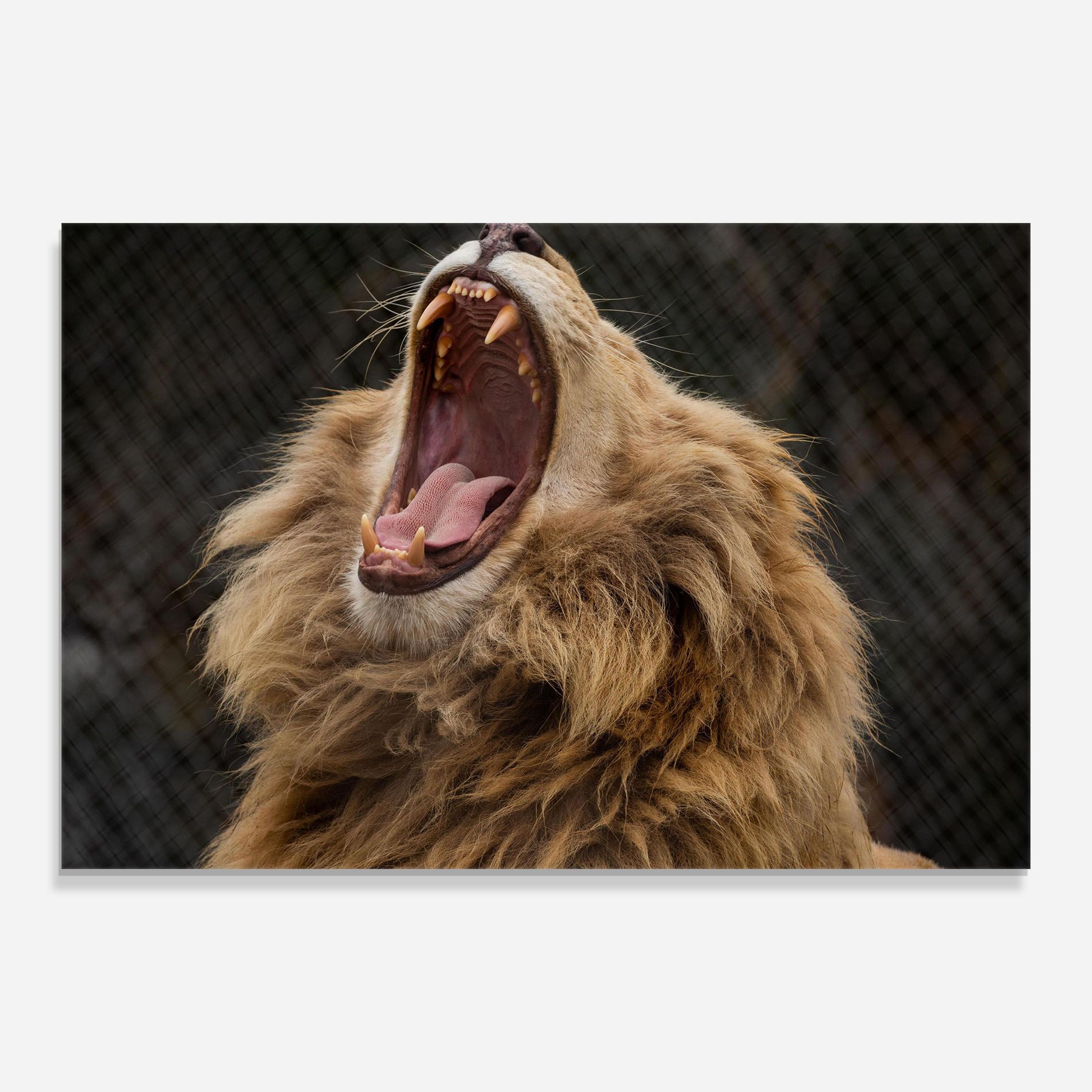 Angry Lion mockup 0