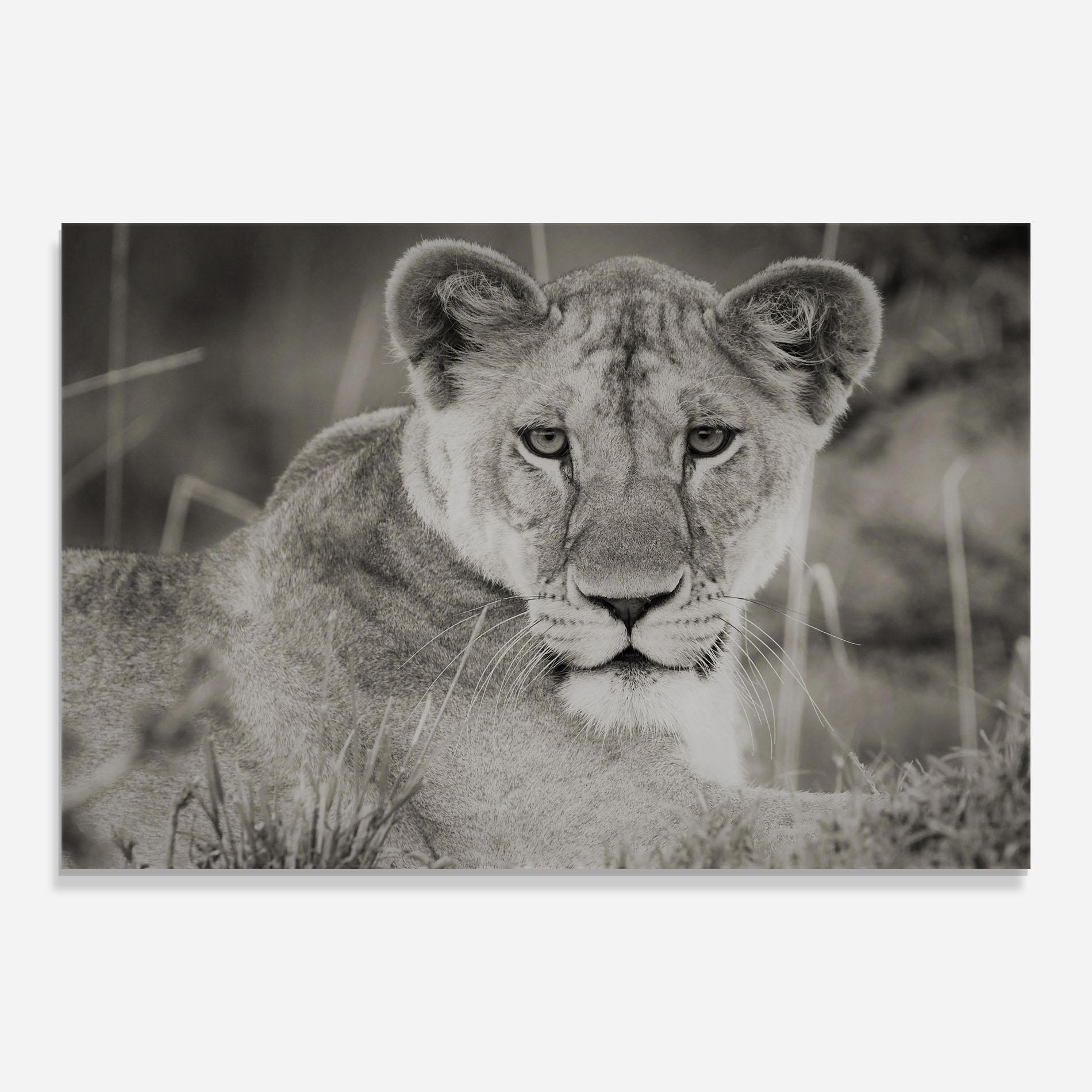 Üvegkép Grey Female Lion Looking mockup 0