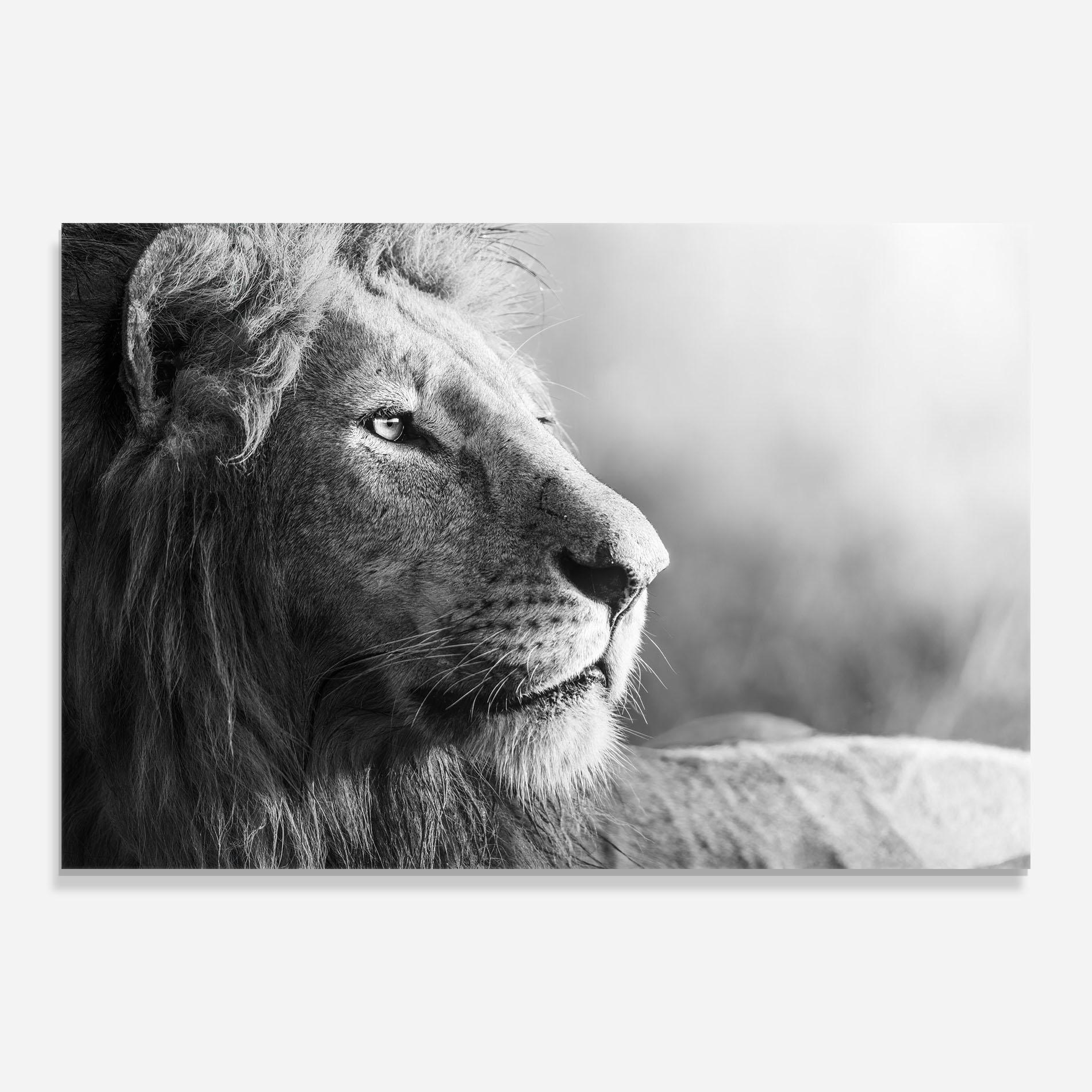 Üvegkép Grey Lion Head mockup 0