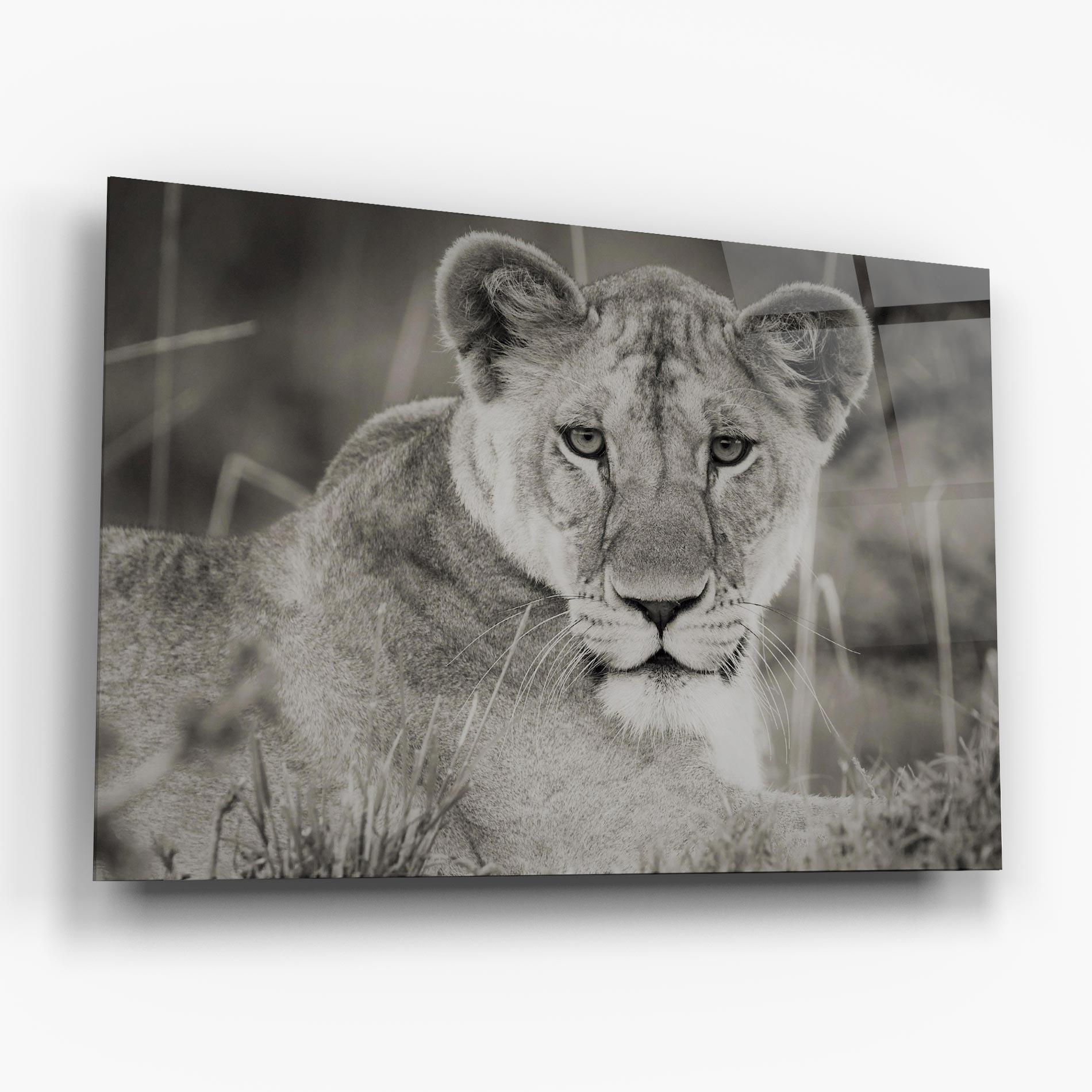 Üvegkép Grey Female Lion Looking mockup 6