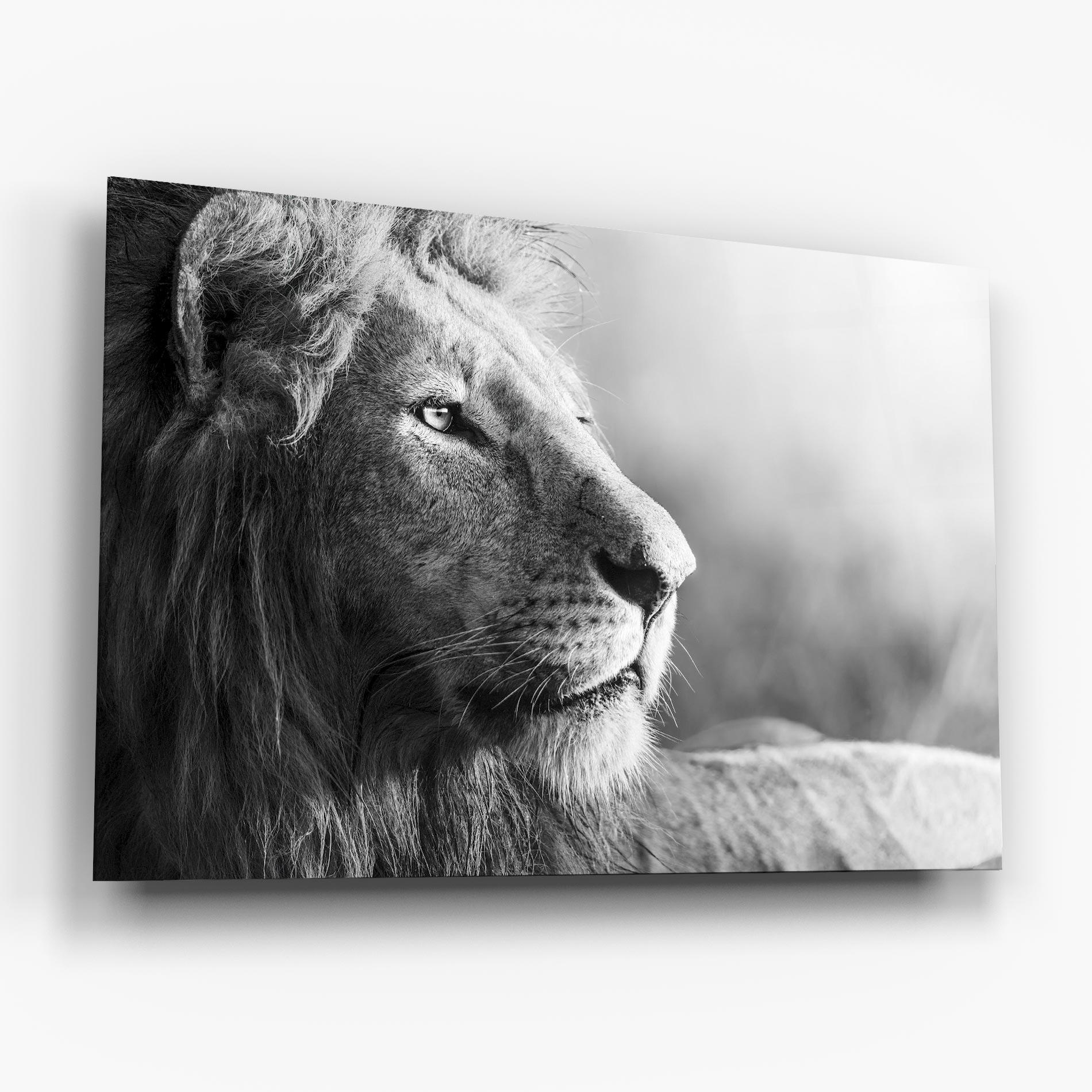 Üvegkép Grey Lion Head mockup 6