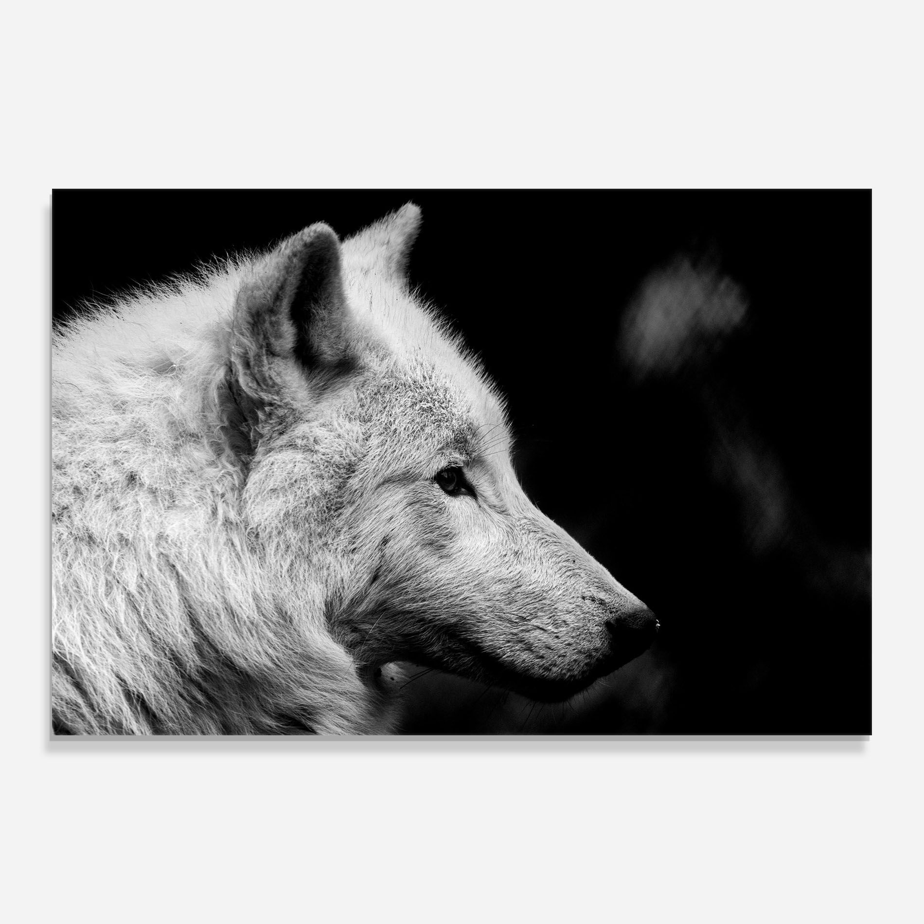 Grey Wolf mockup 0