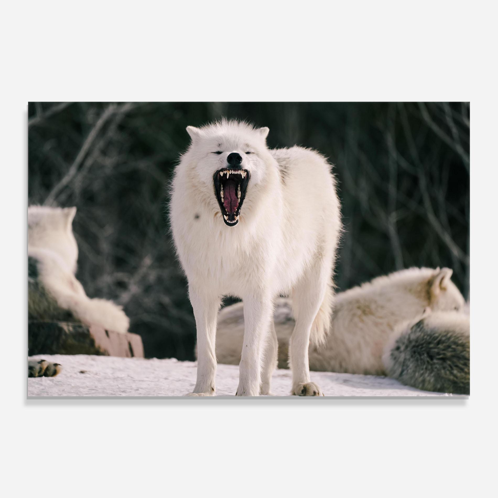 Üvegkép Laughing White Wolf mockup 0