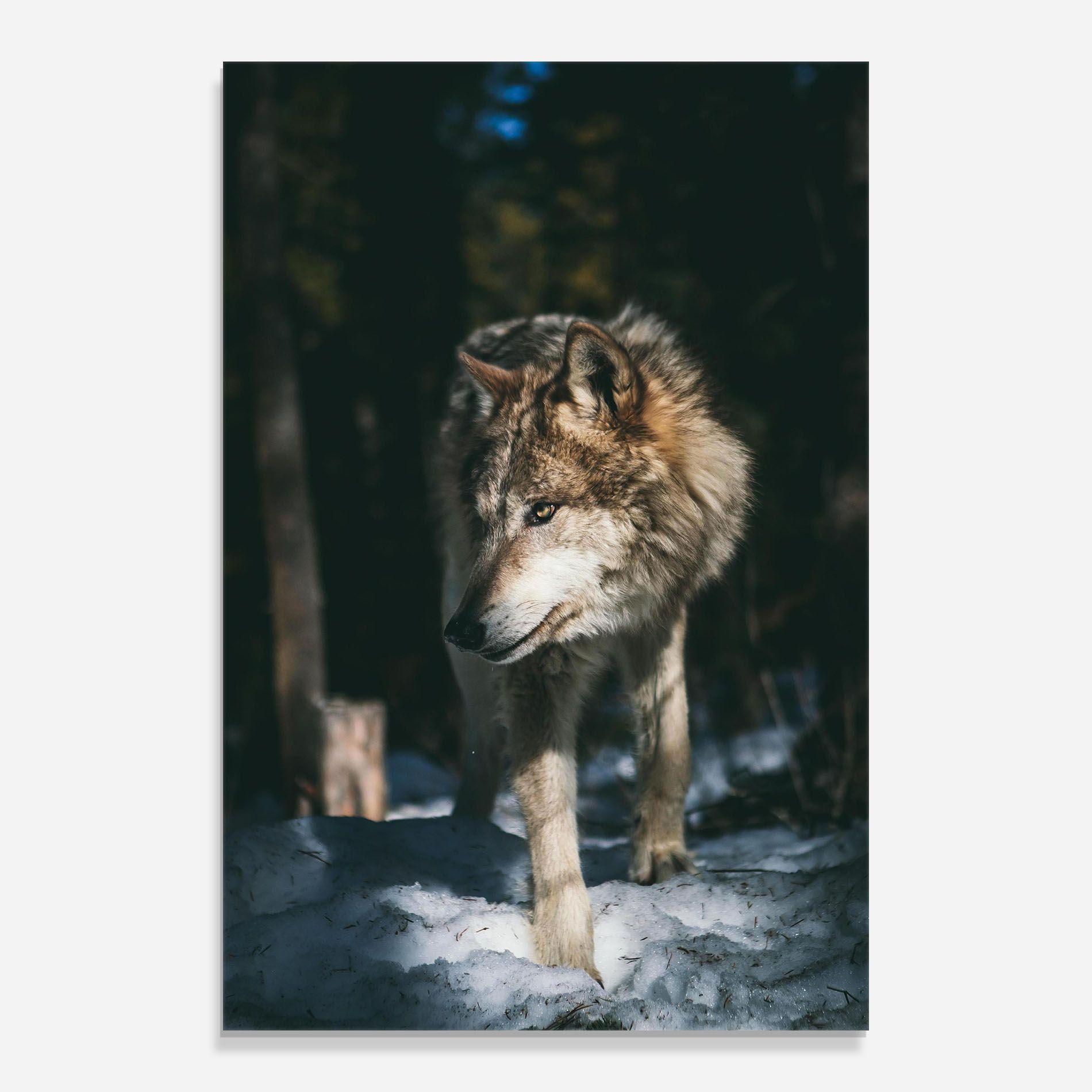 Forest Wolf mockup 0