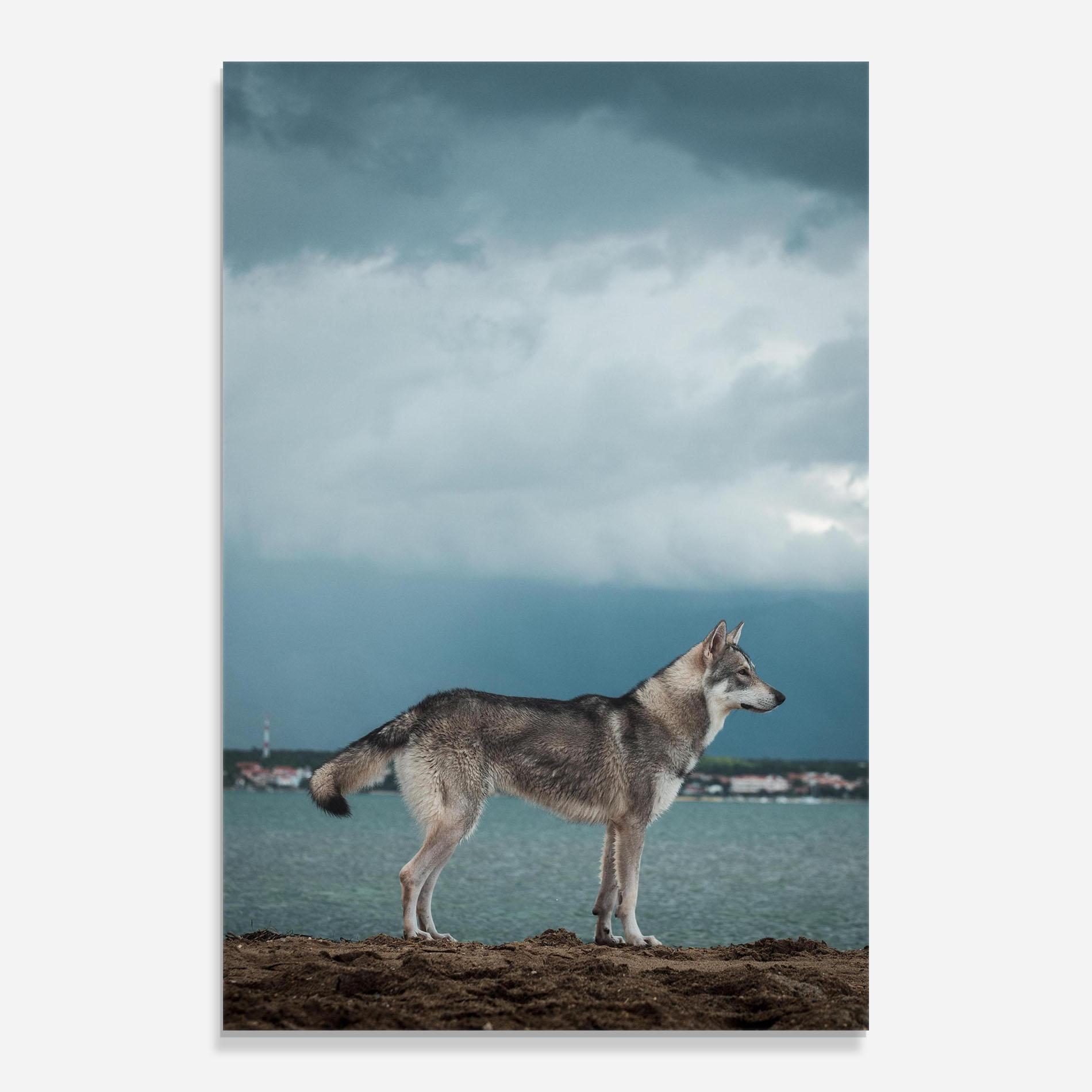 Üvegkép Grey Wolf Looking mockup 0