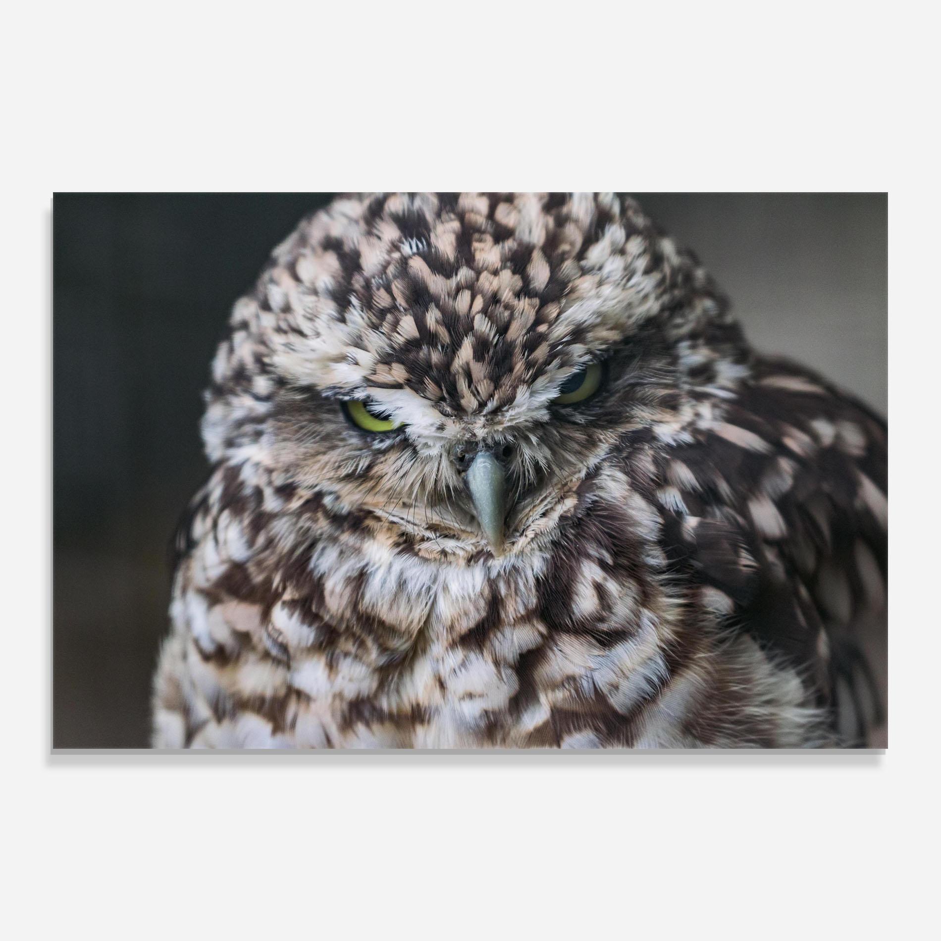 Üvegkép Angry Little Owl mockup 0