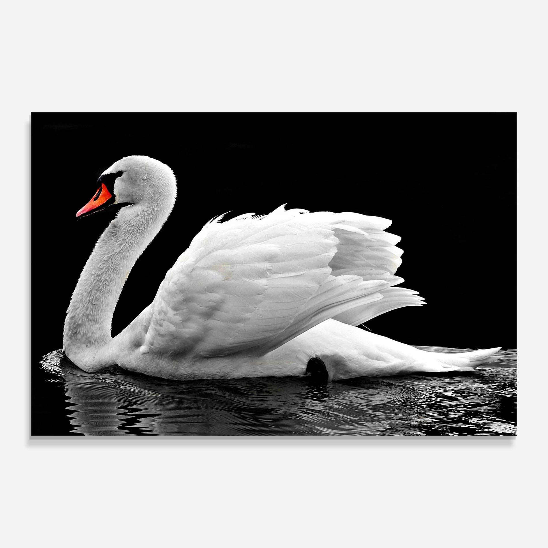 Üvegkép Black And White Swan mockup 0
