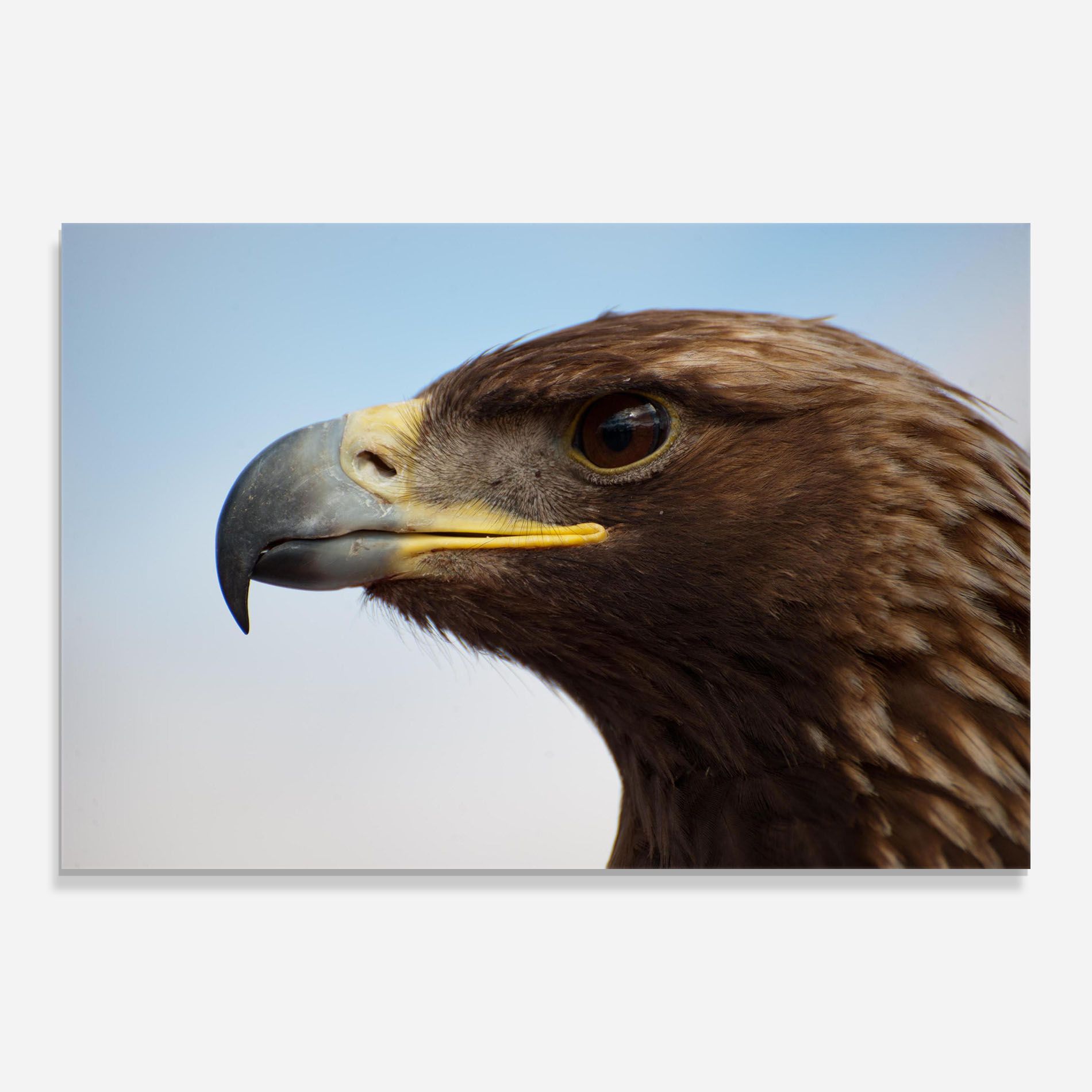 Brown Head Eagle mockup 0