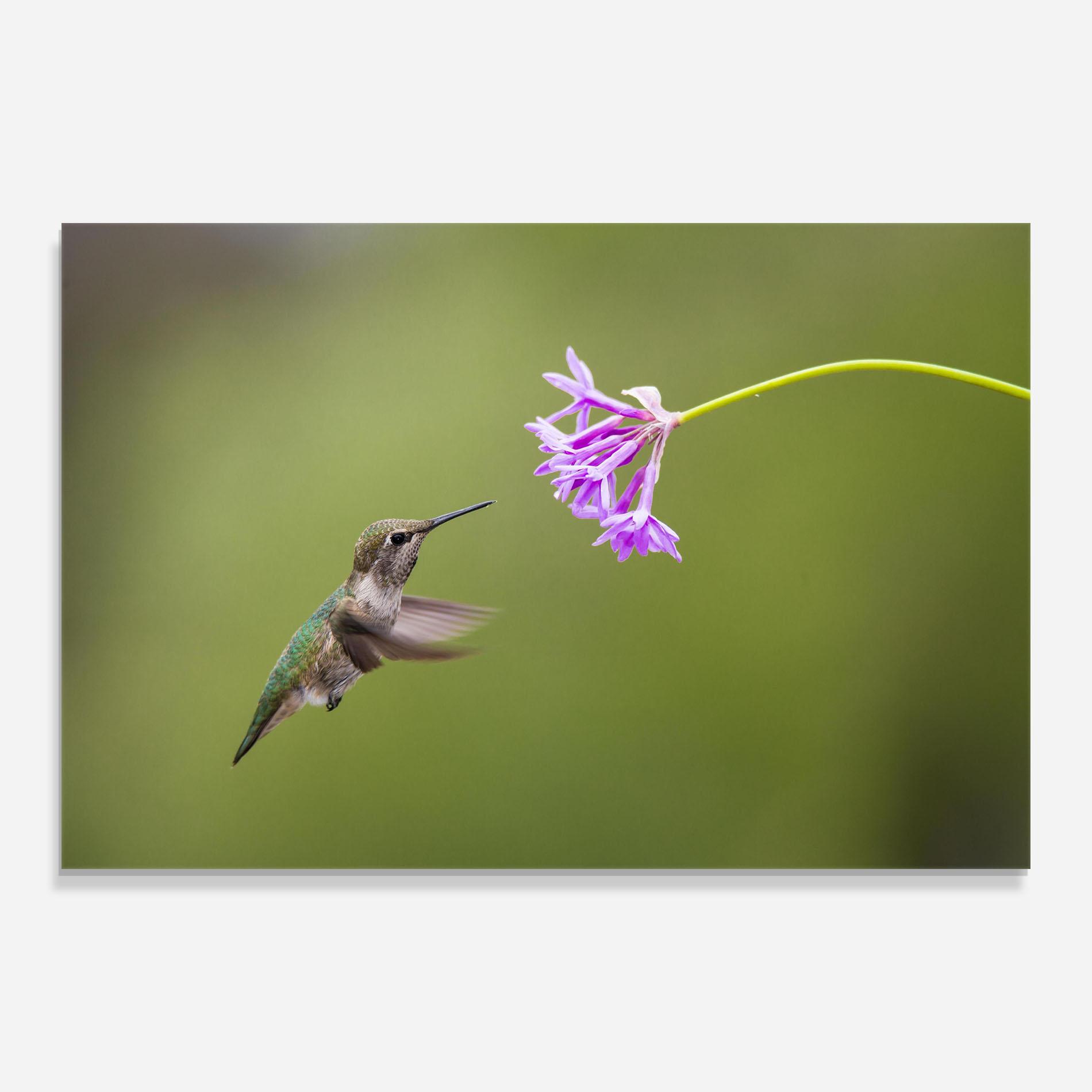 Üvegkép Cute Hummingbird mockup 0