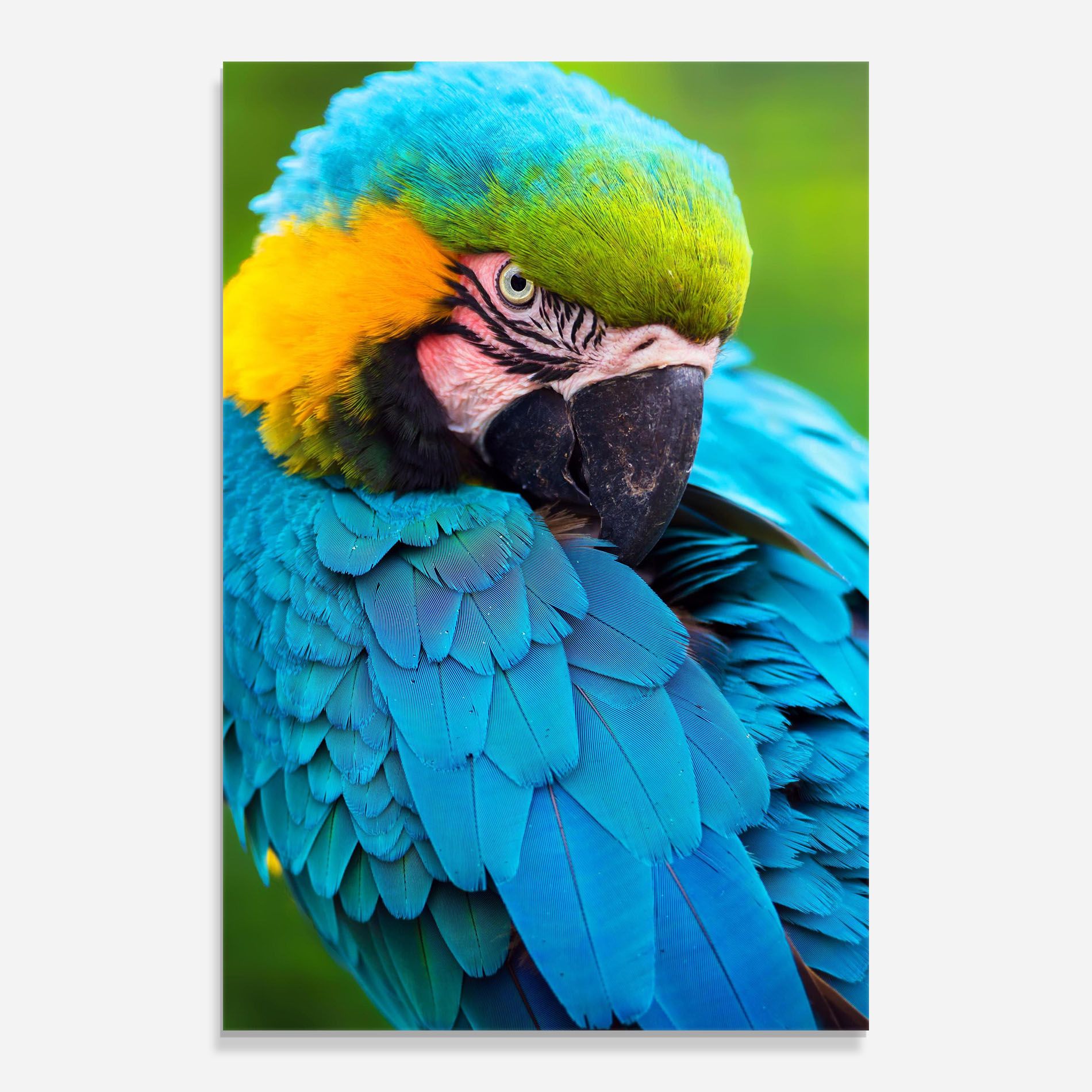 Blue Parrot mockup 0
