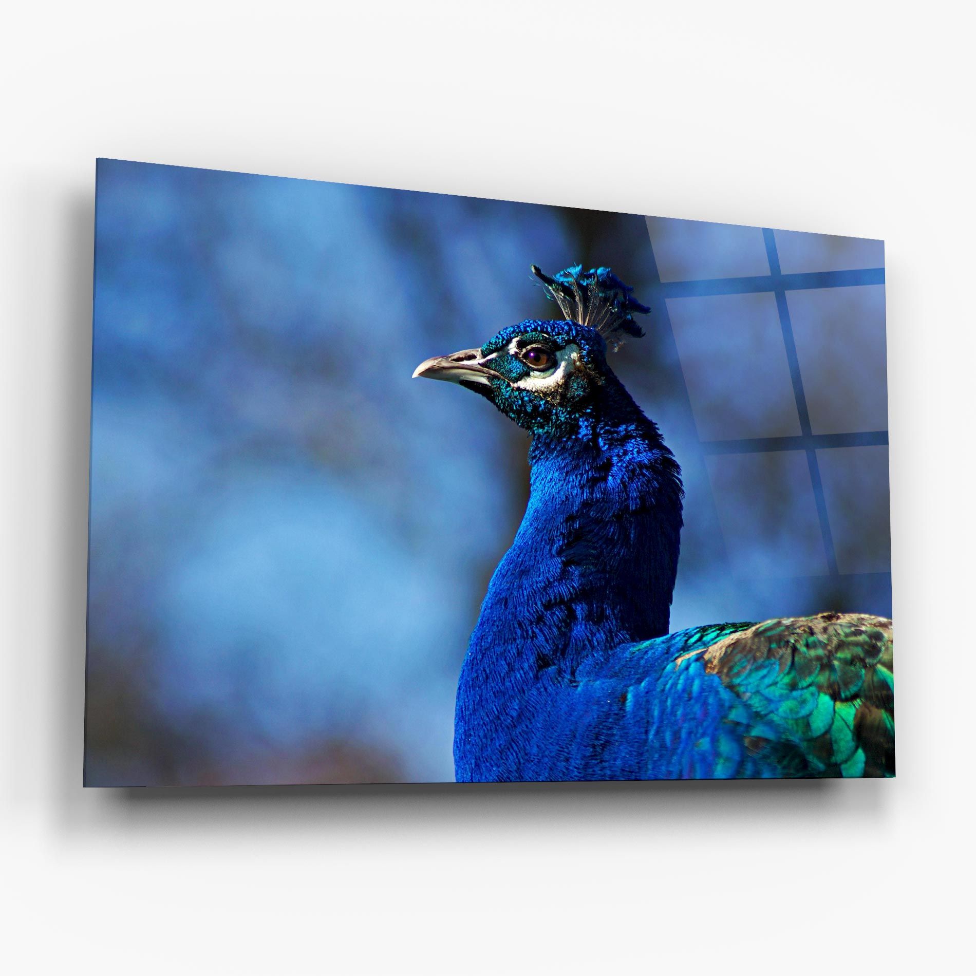 Blue Bird mockup 6