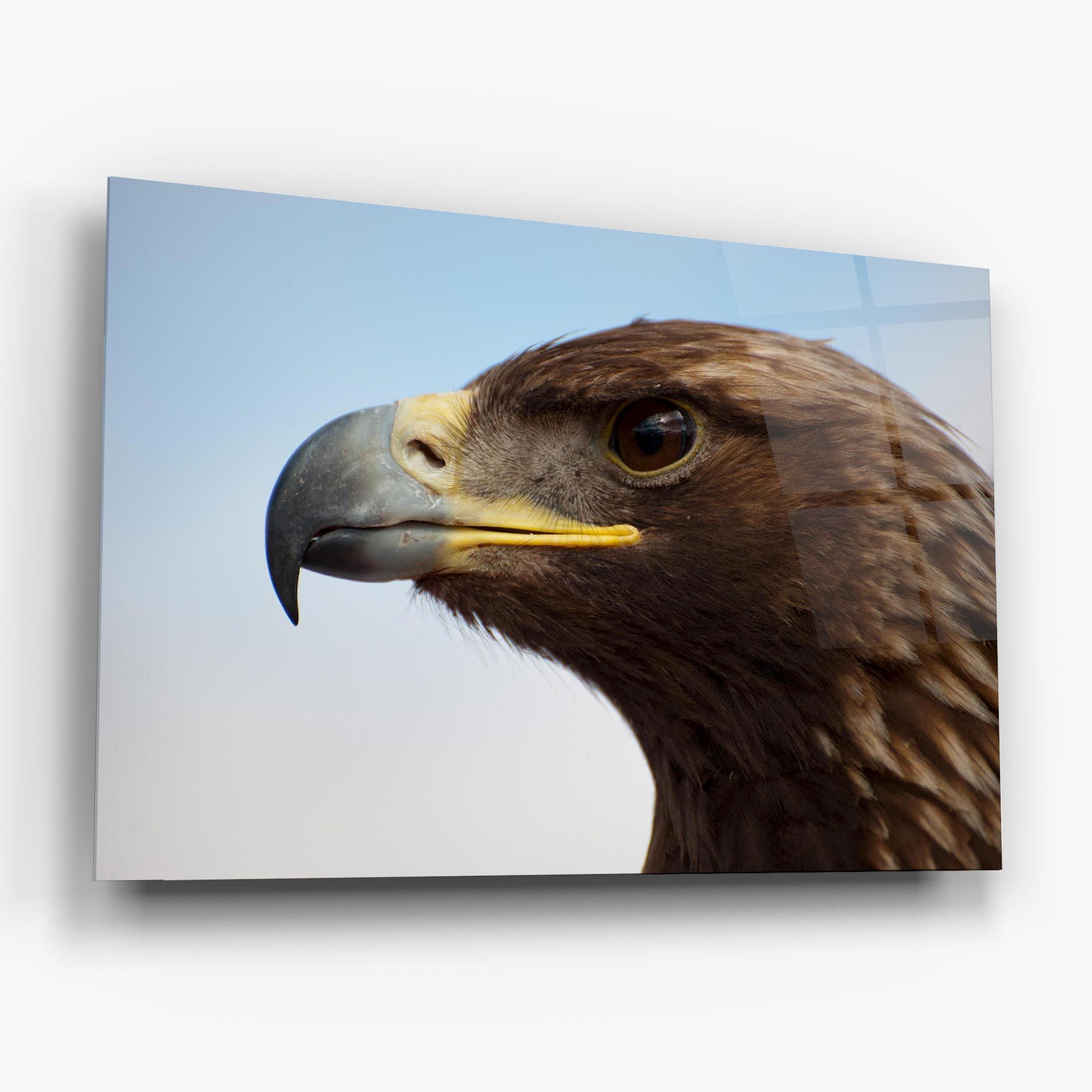Brown Head Eagle mockup 6
