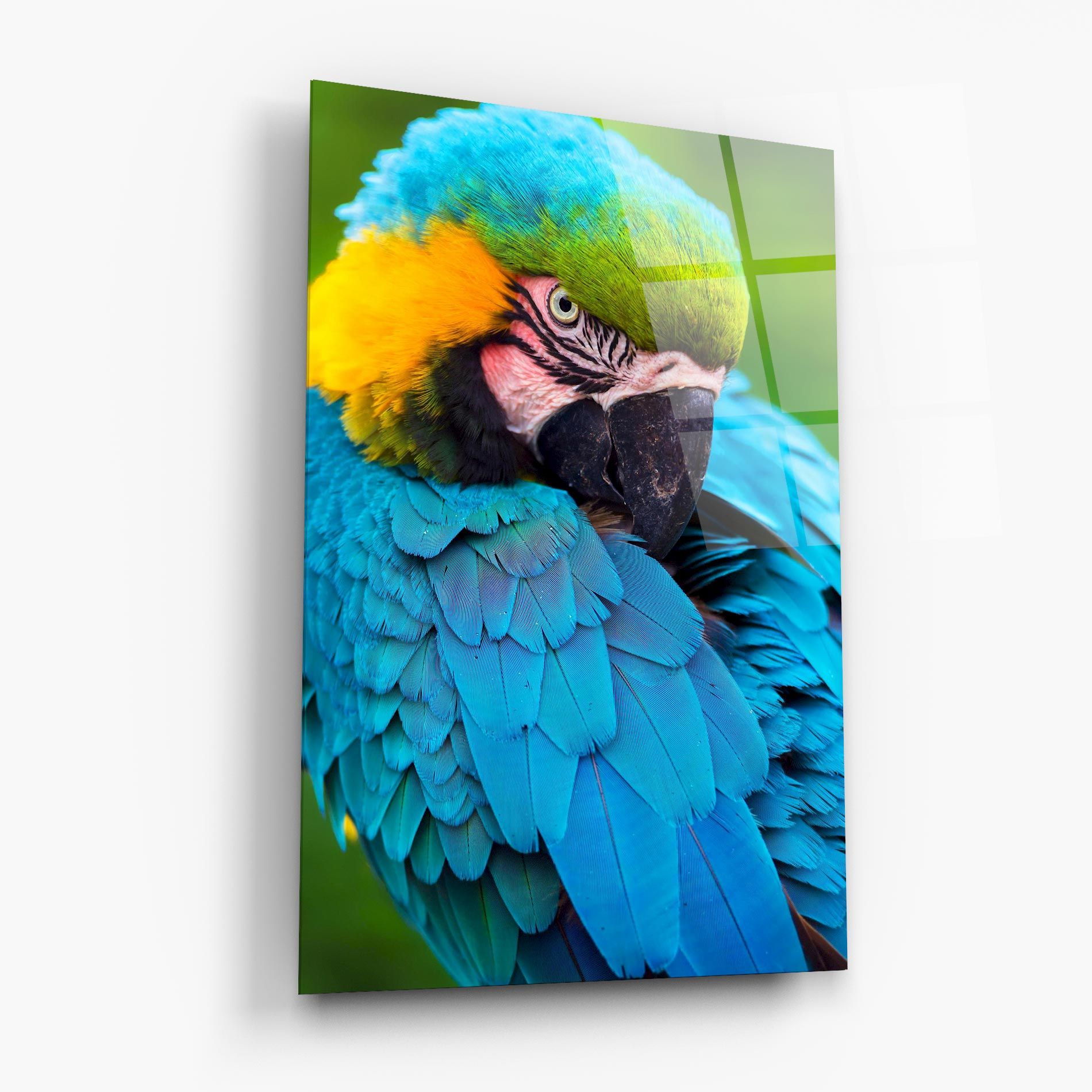 Blue Parrot mockup 6