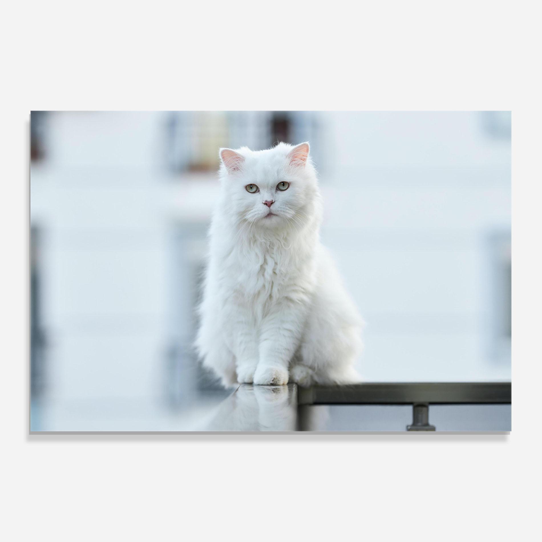 Üvegkép Big White Cat mockup 0