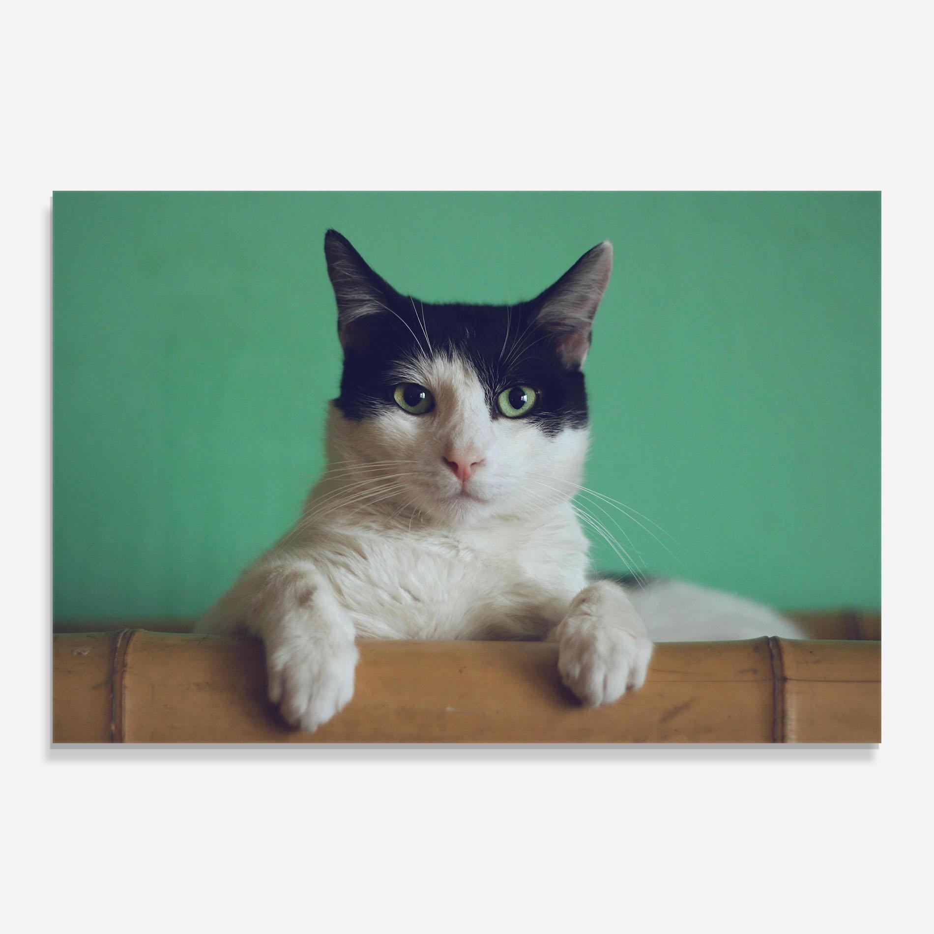 Üvegkép Black White Cat mockup 0