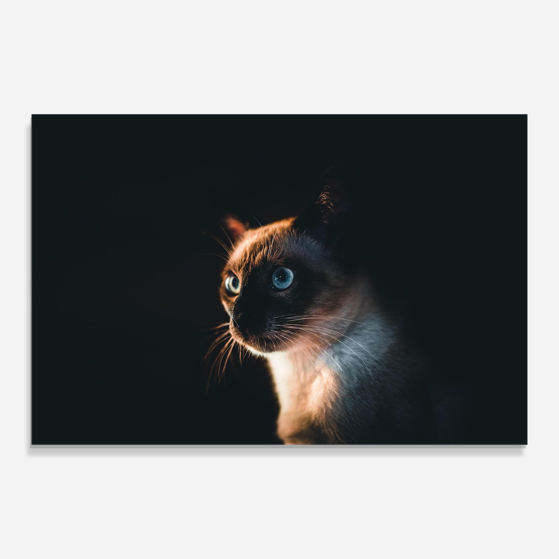 Blue Eyes Cat In Dark mockup 0