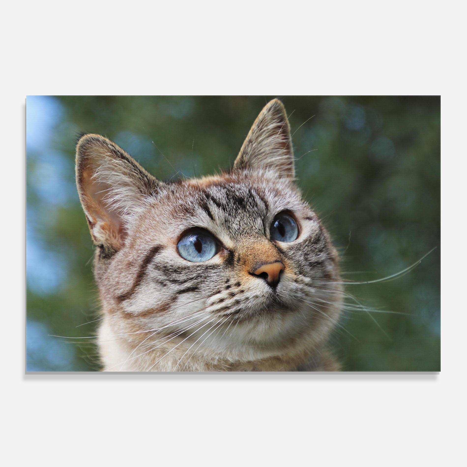 Üvegkép Blue Eyes Cutie mockup 0