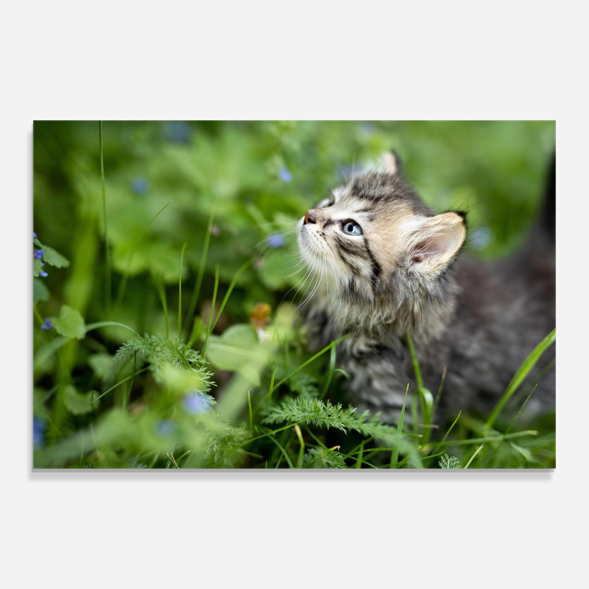 Üvegkép Brown Baby Cat mockup 0