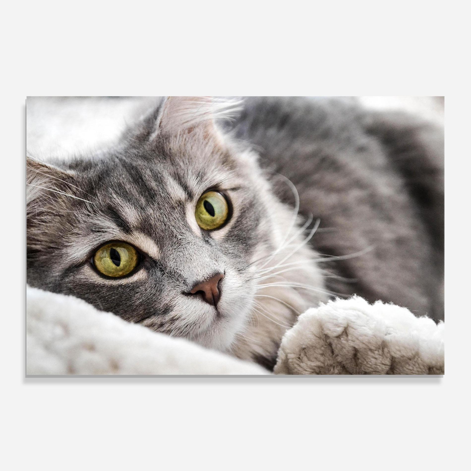 Üvegkép Grey Fluffy Cat mockup 0