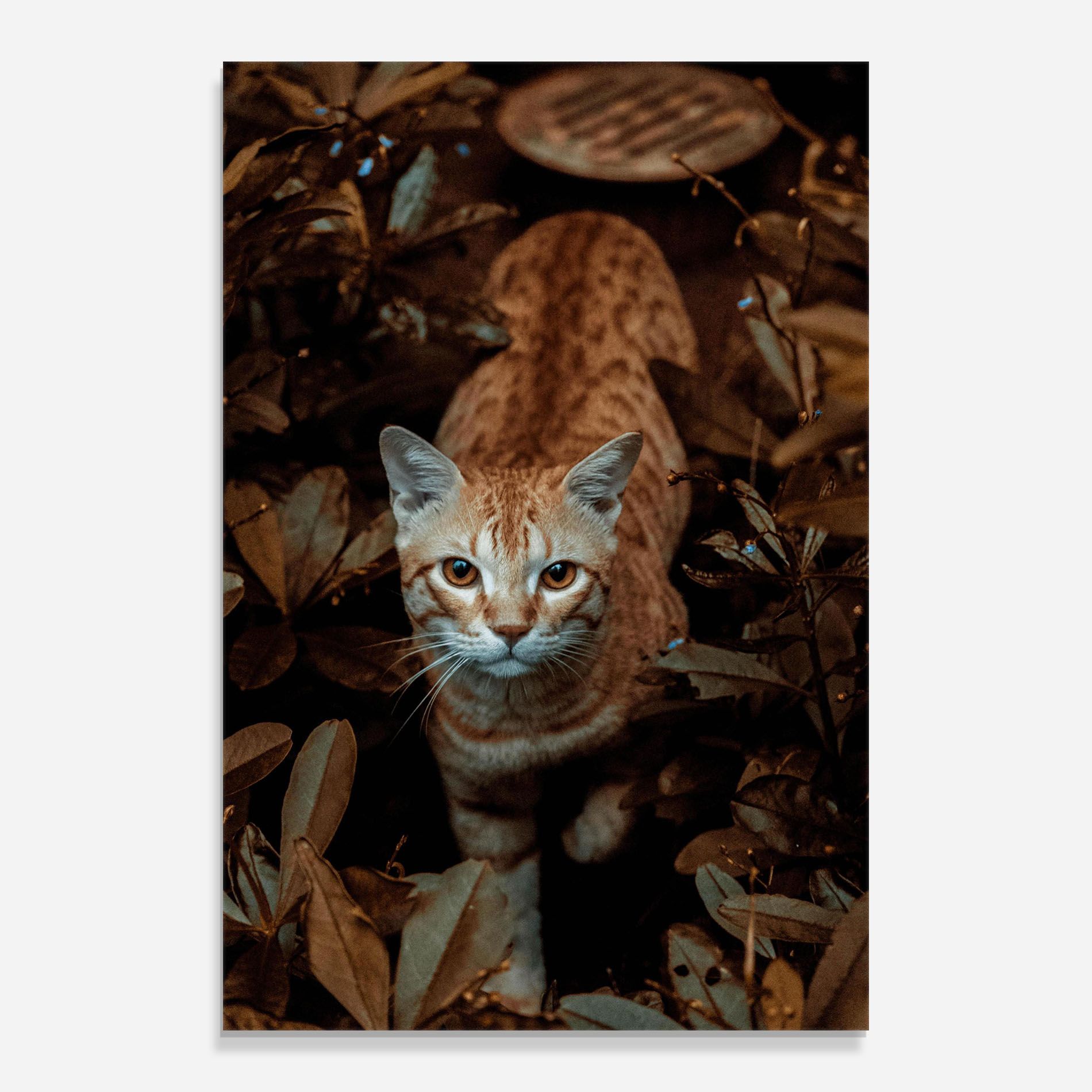 Autumn Orange Cat mockup 0
