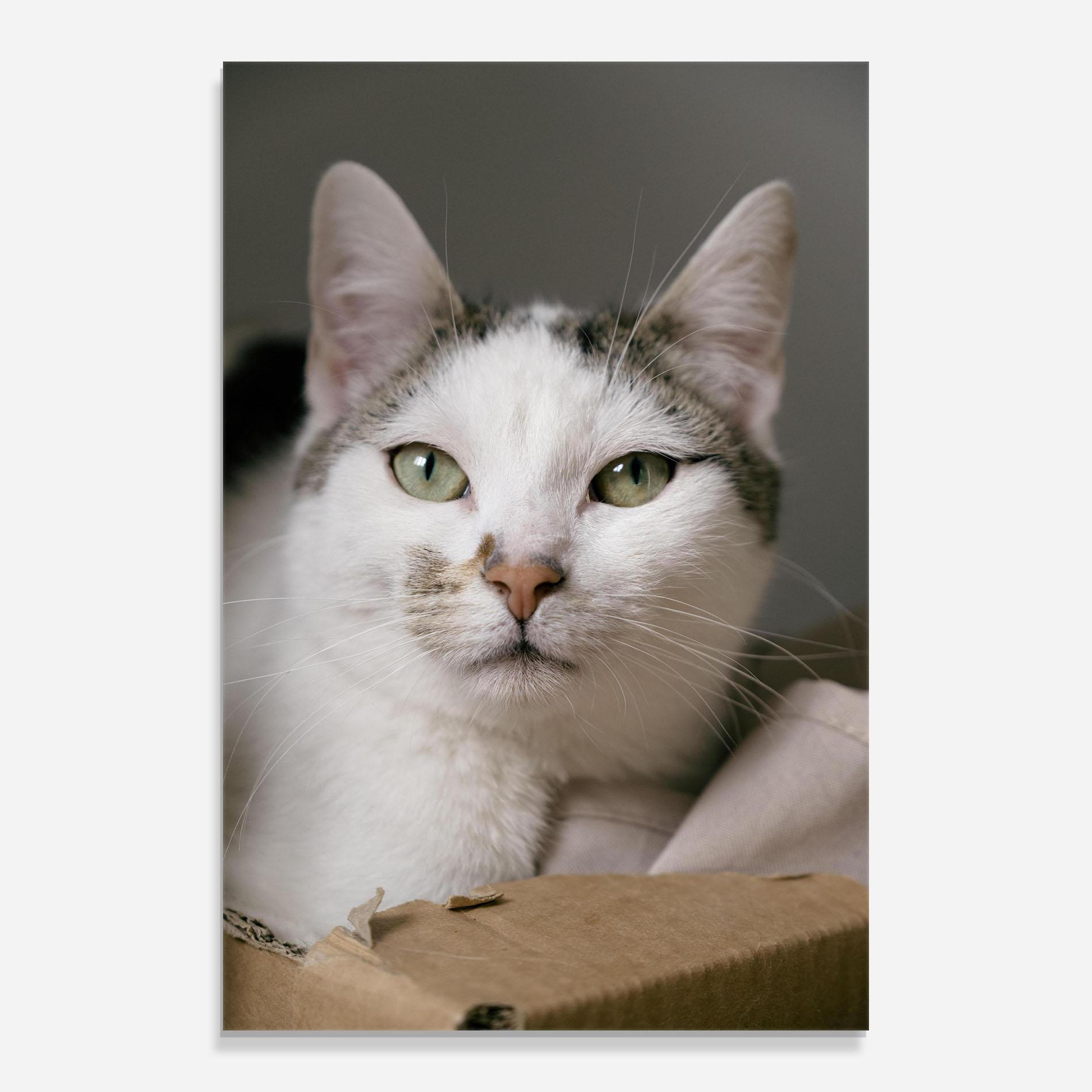 Üvegkép Big Sleepy Cat mockup 0