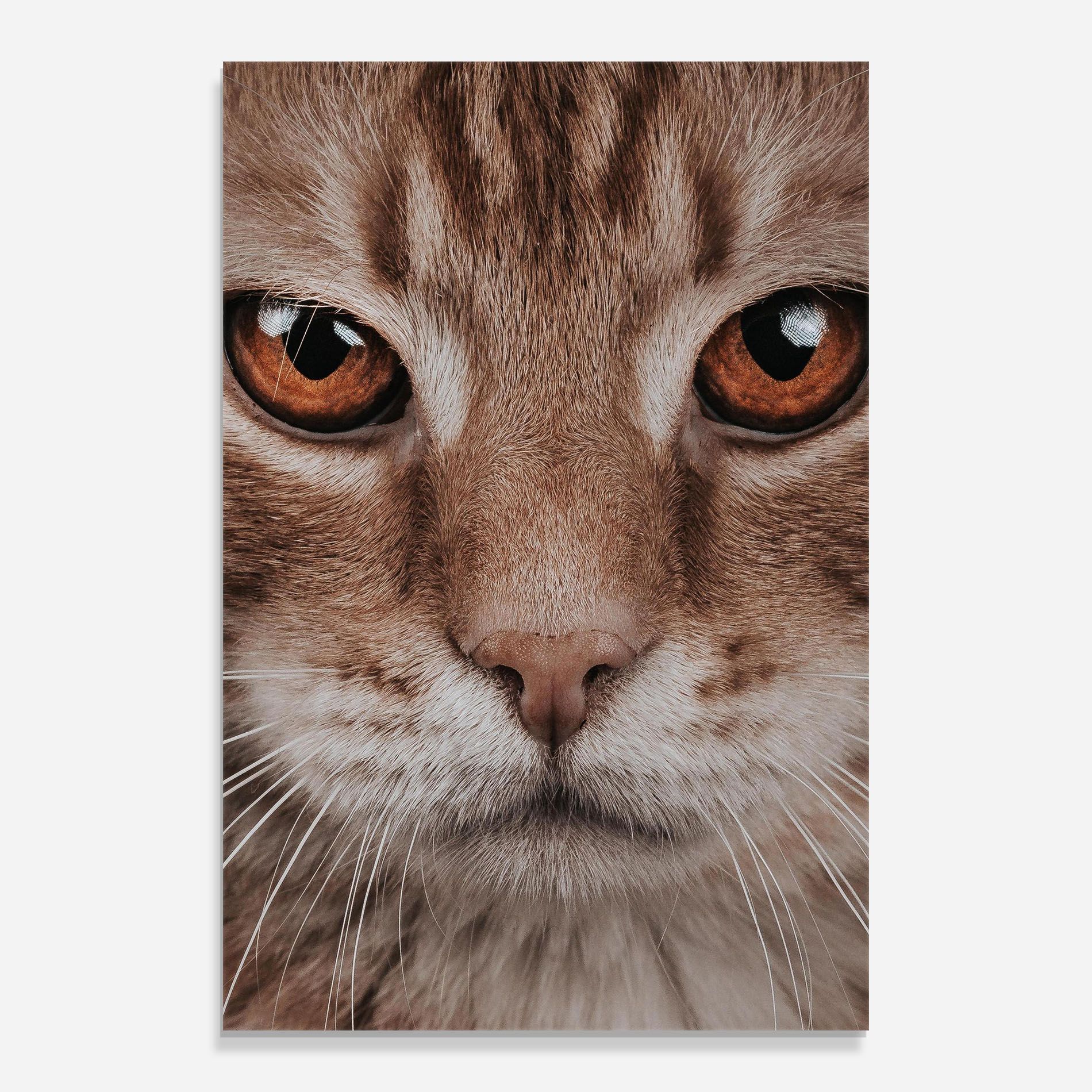 Fire Eyes Cat mockup 0