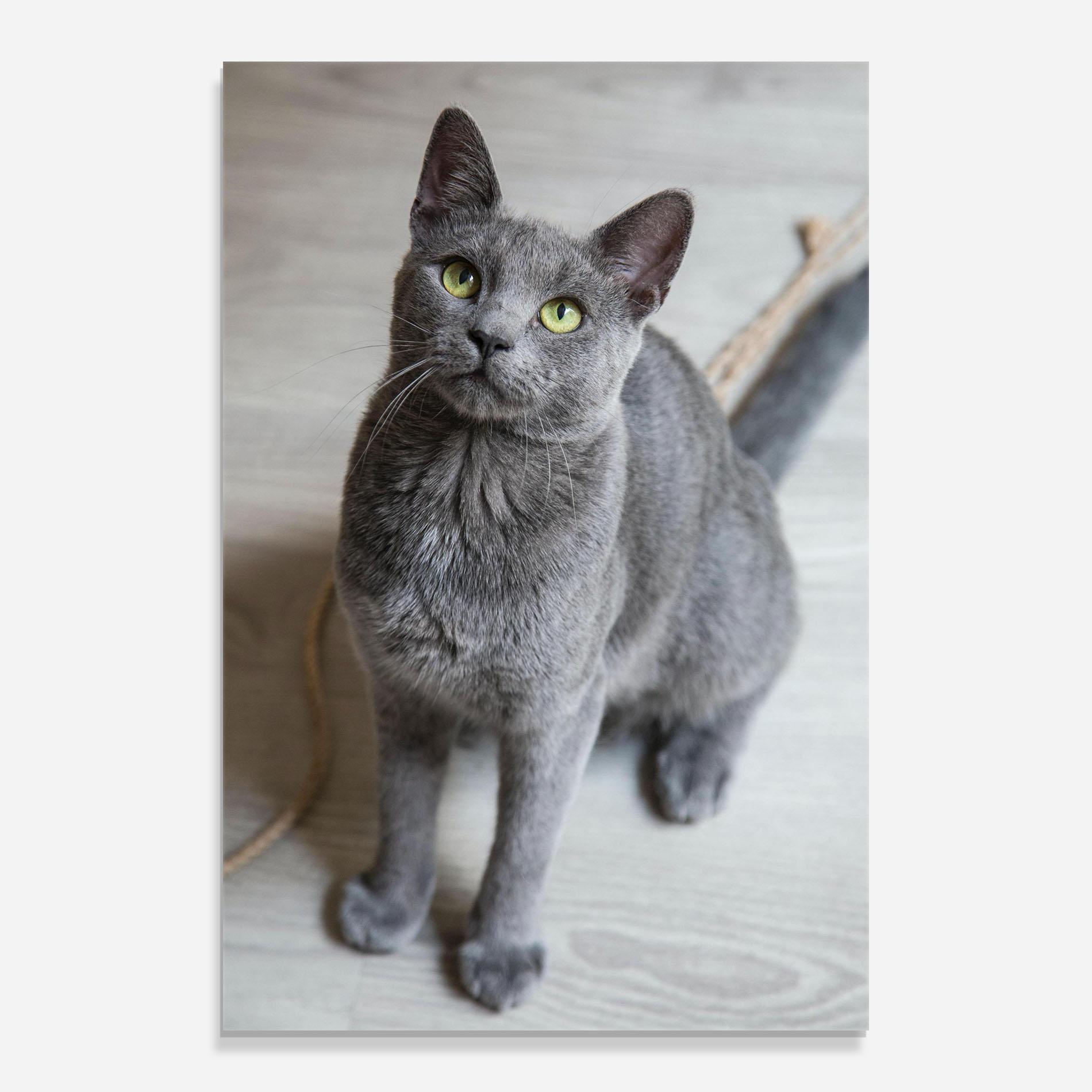 Üvegkép Grey Green Cat Eyes mockup 0