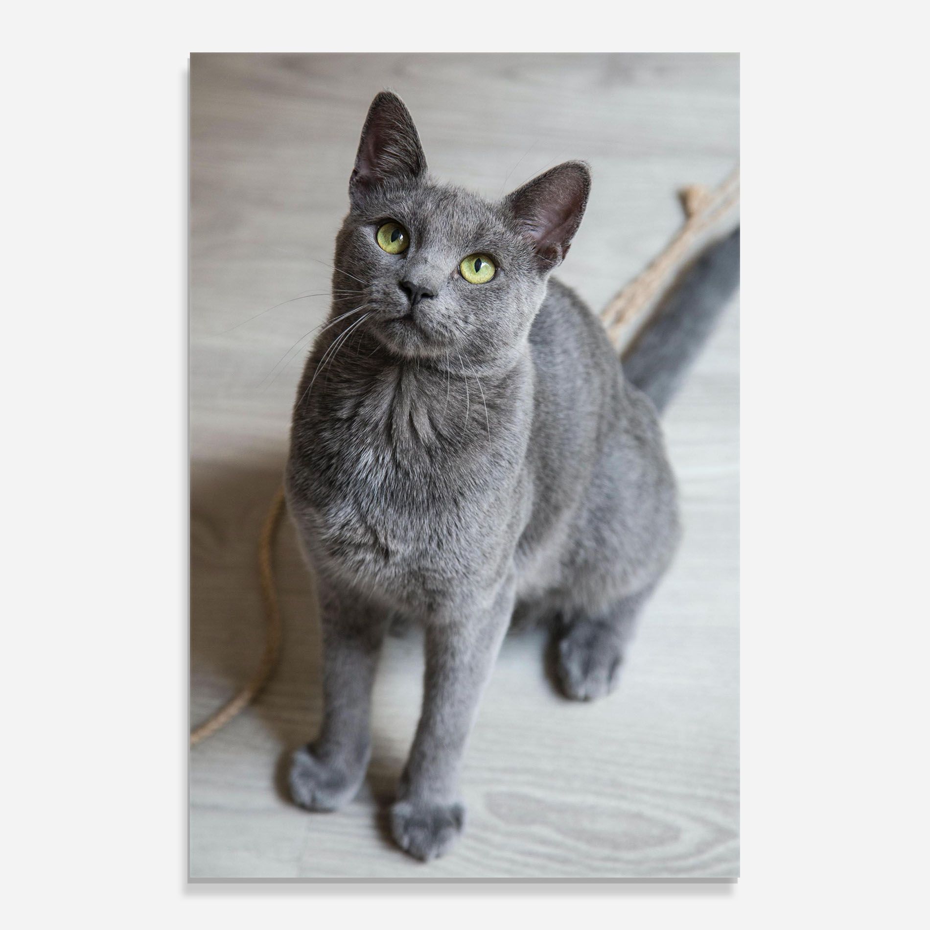 Grey Green Cat Eyes mockup 0