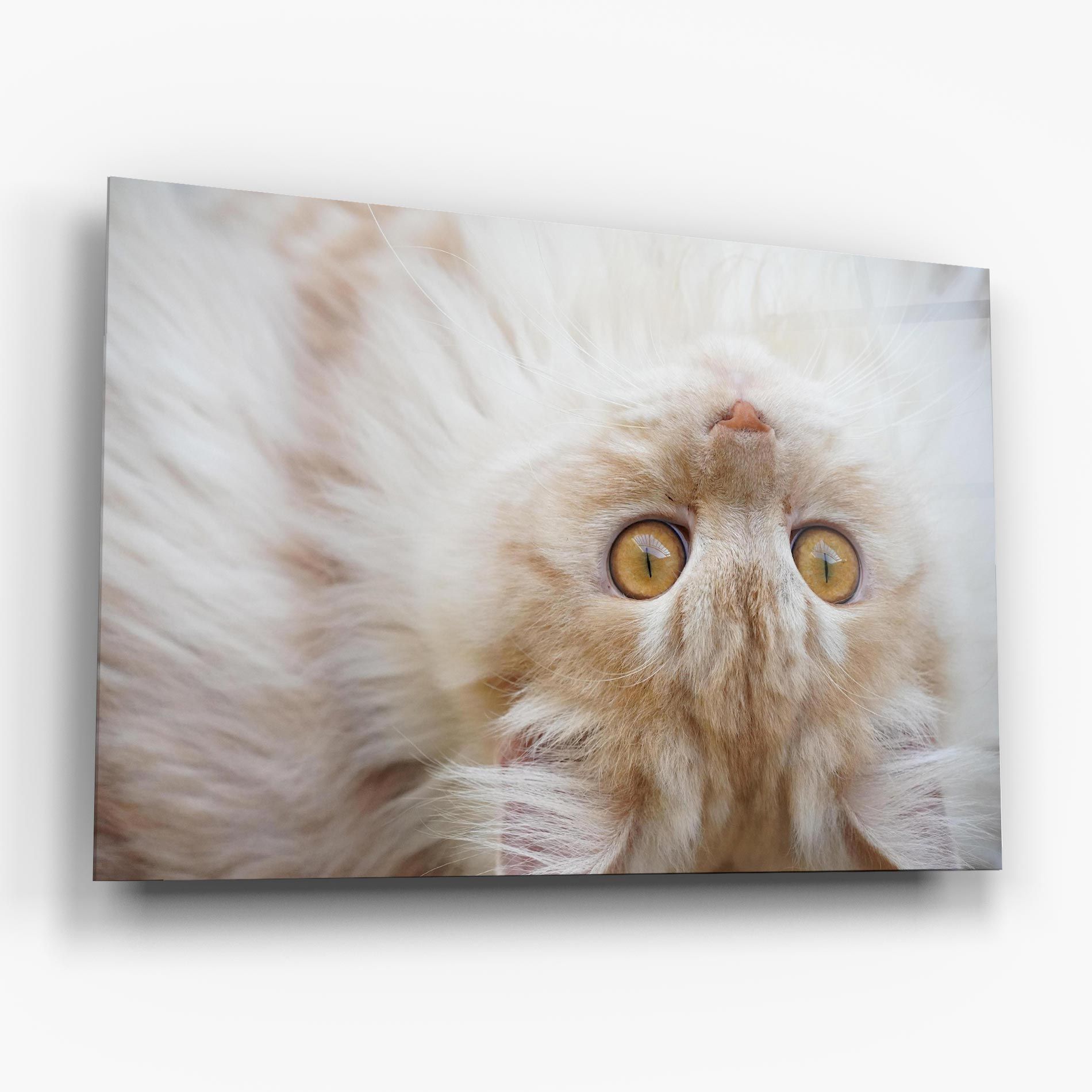 Close Up Yellow Eyes Cat mockup 6