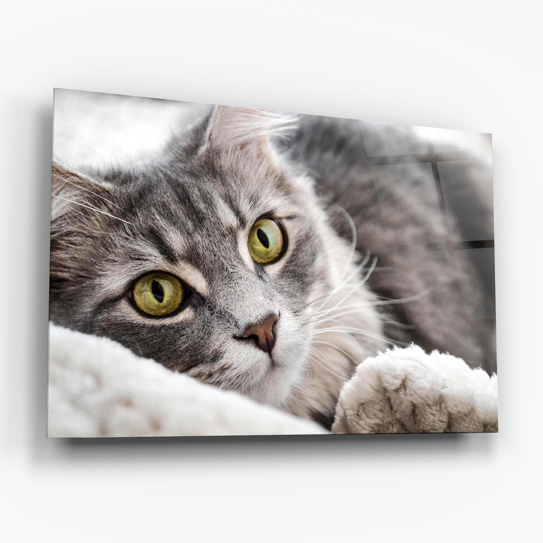 Üvegkép Grey Fluffy Cat mockup 6