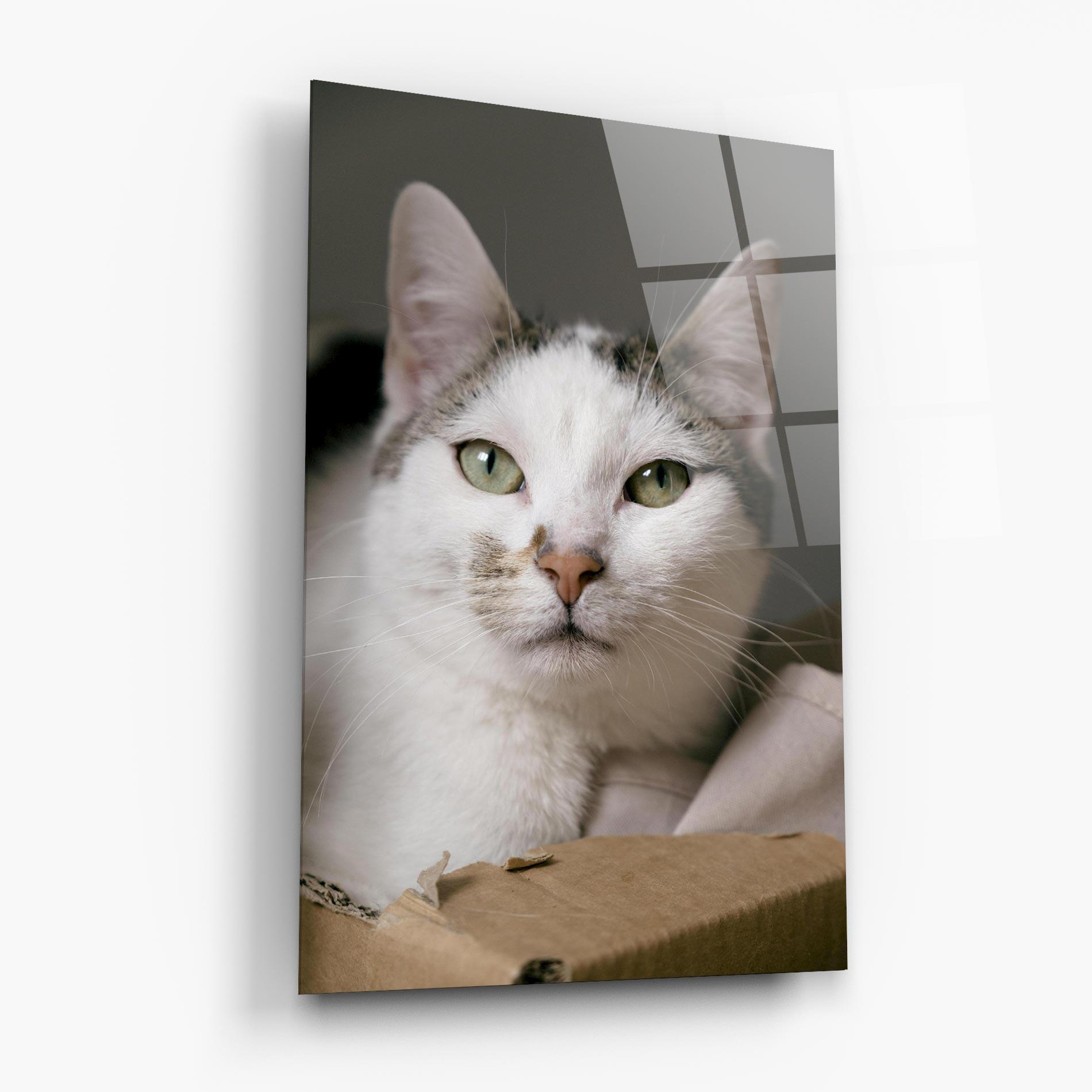 Üvegkép Big Sleepy Cat mockup 6