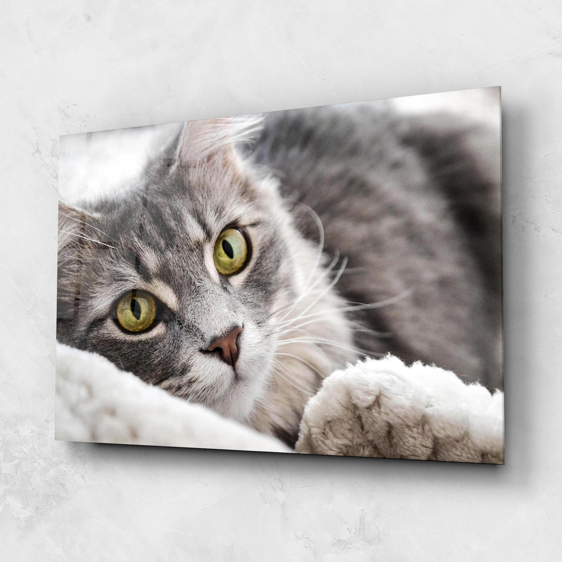 Üvegkép Grey Fluffy Cat mockup 1