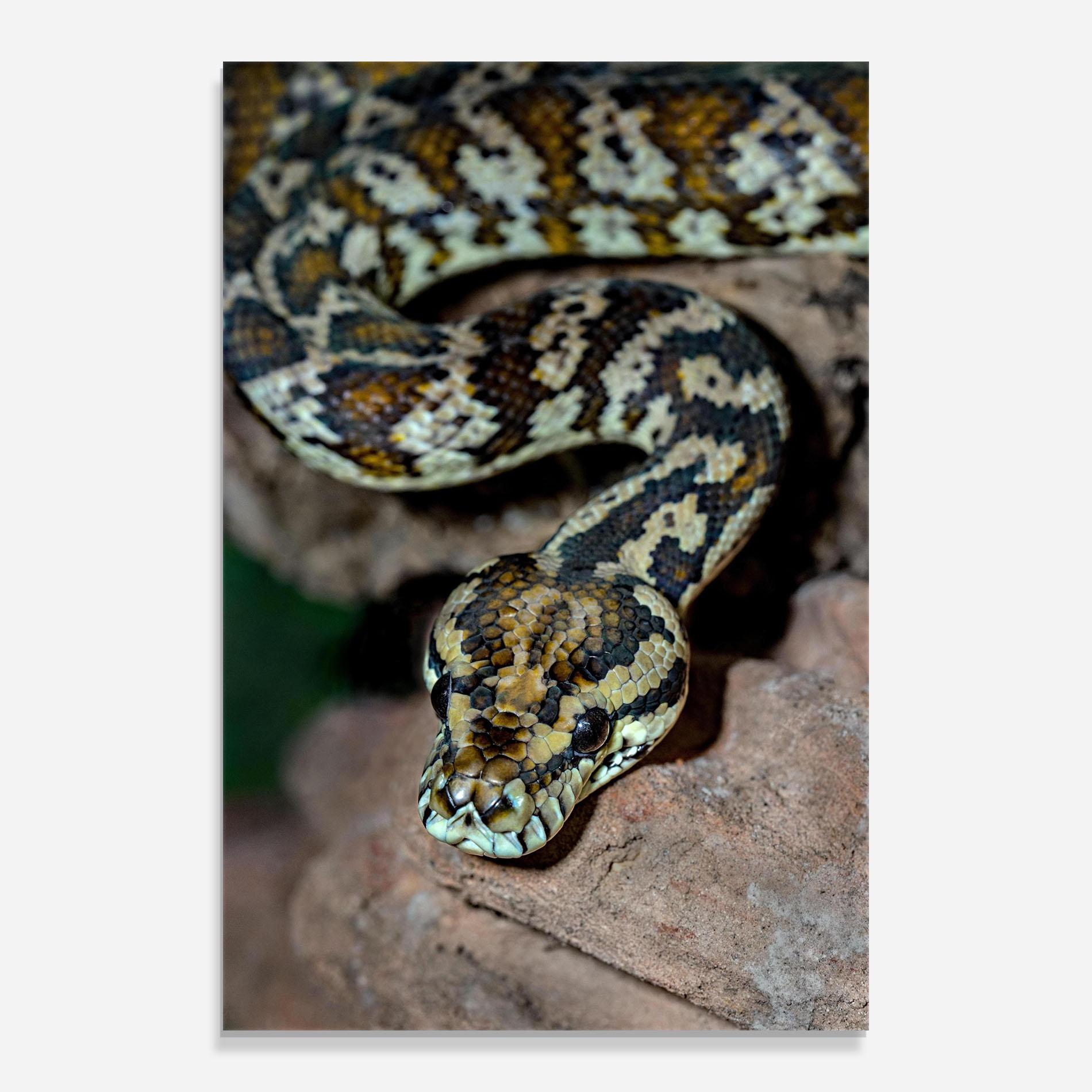 Üvegkép King Snake mockup 0