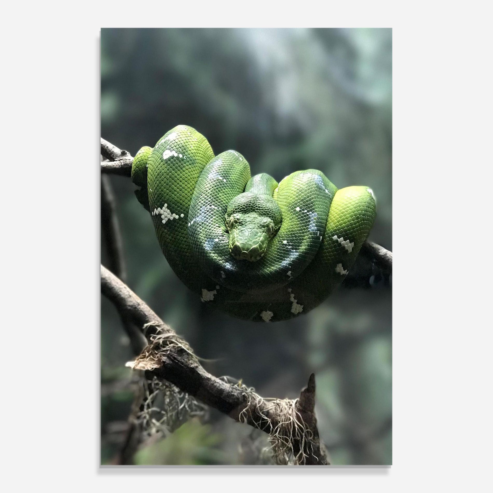 Sleepy Snake mockup 0