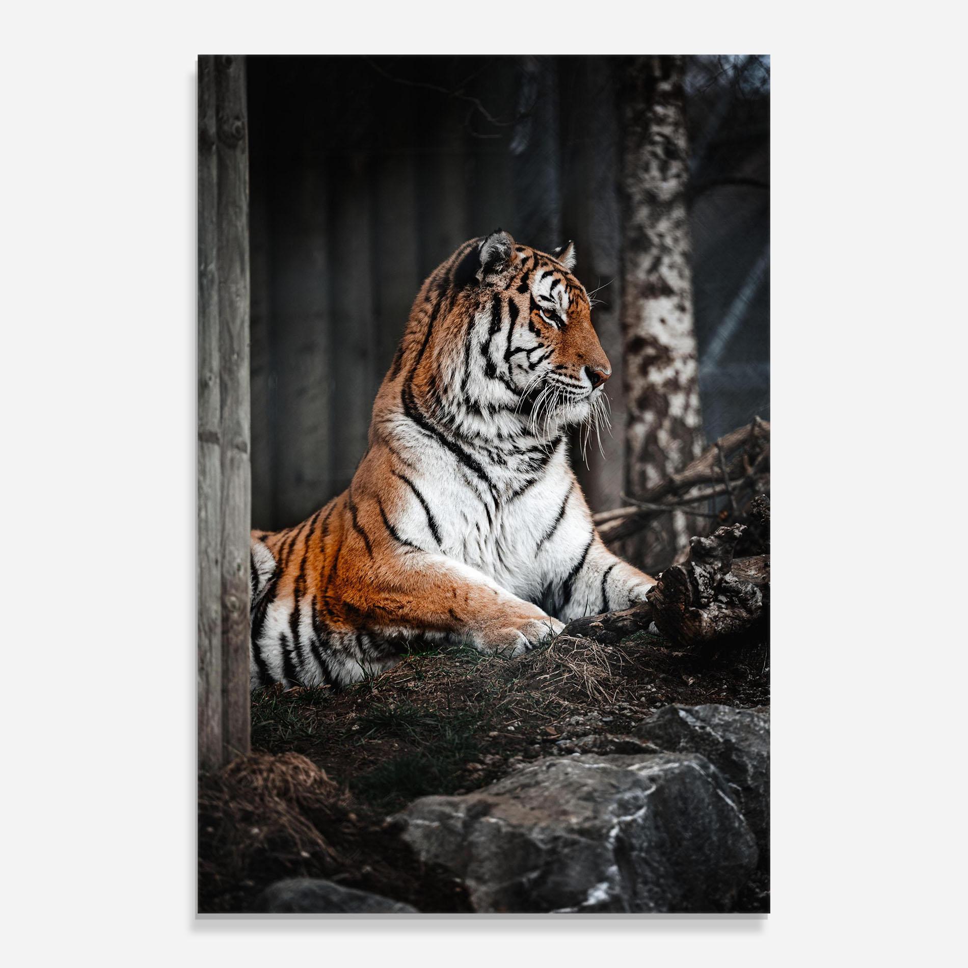 Üvegkép Forest Tiger mockup 0