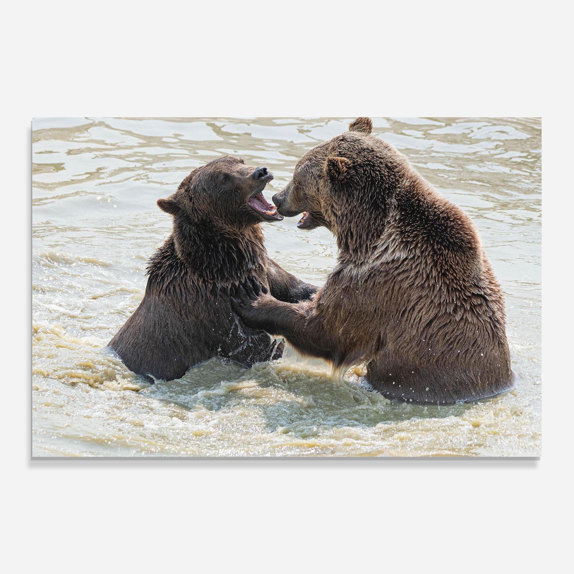 Üvegkép Bears Fighting mockup 0