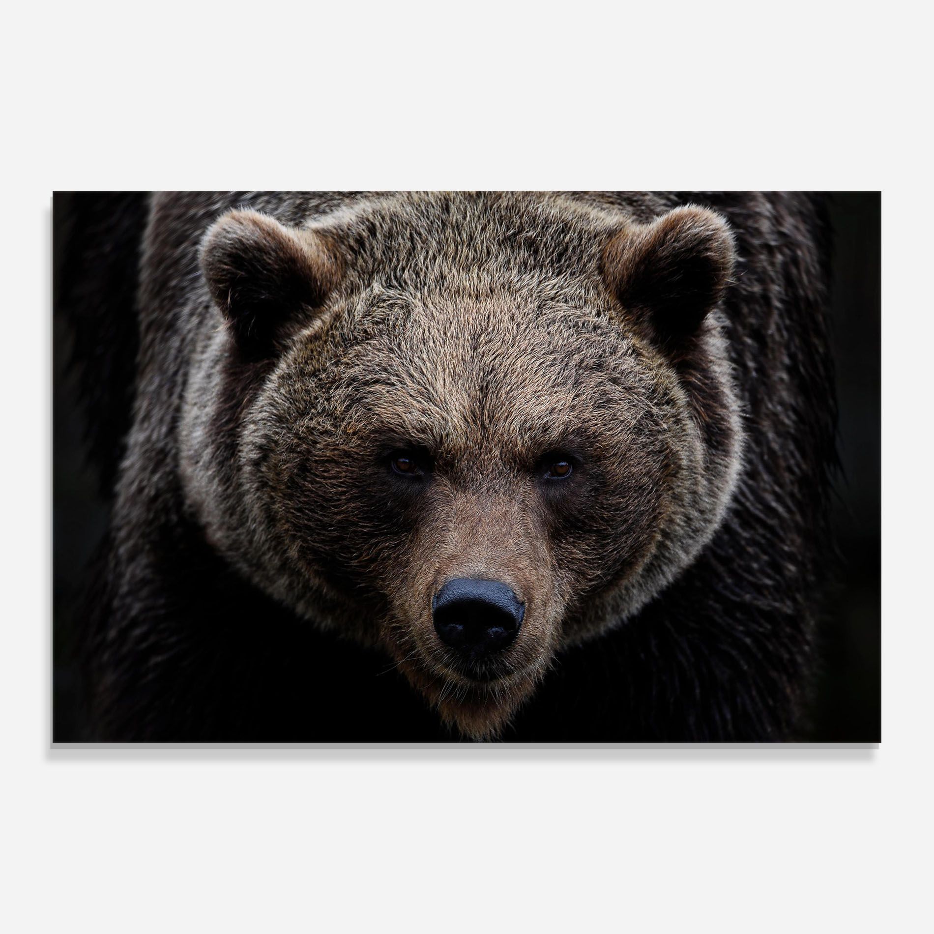 Brown Bear mockup 0