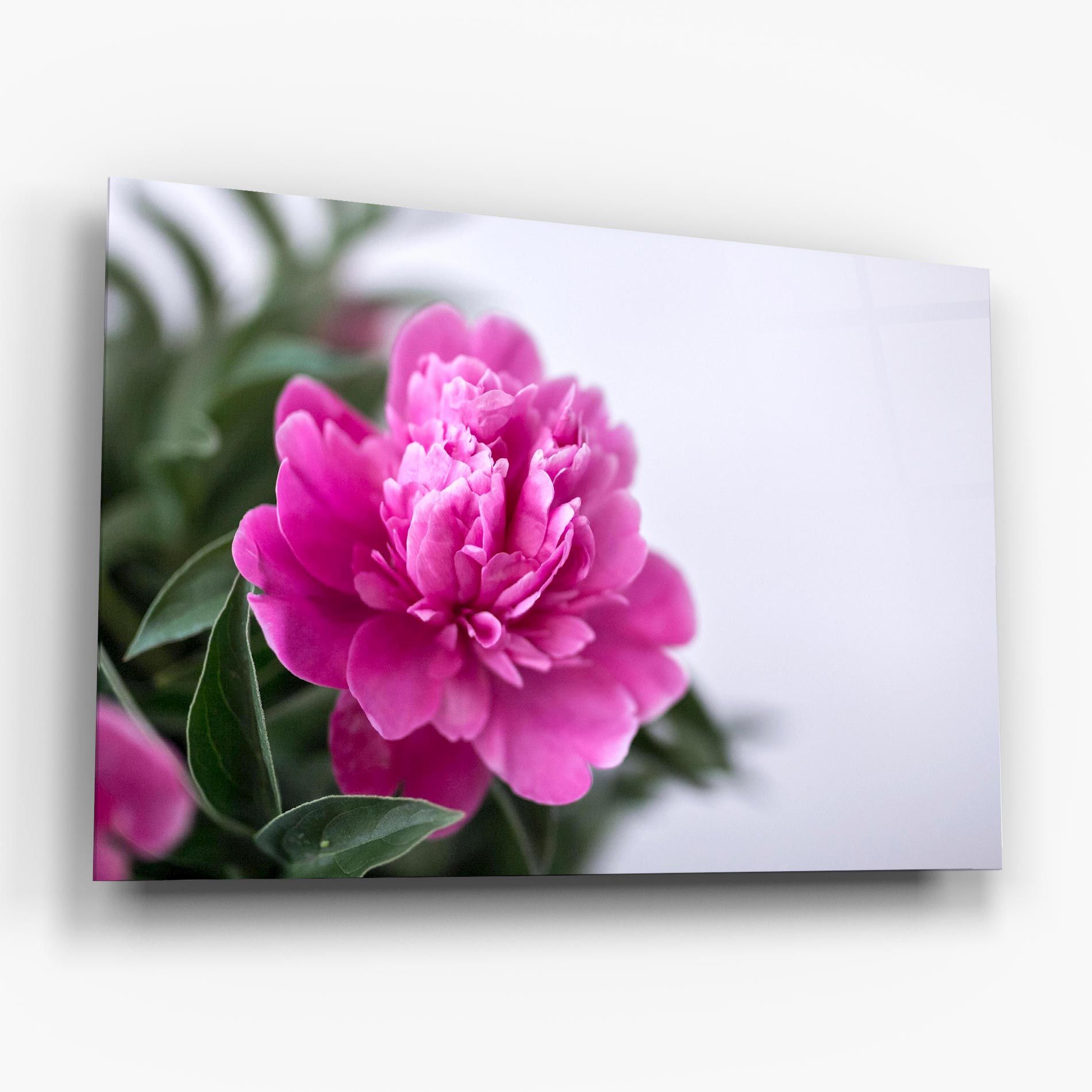 Dark Pink Peony mockup 6