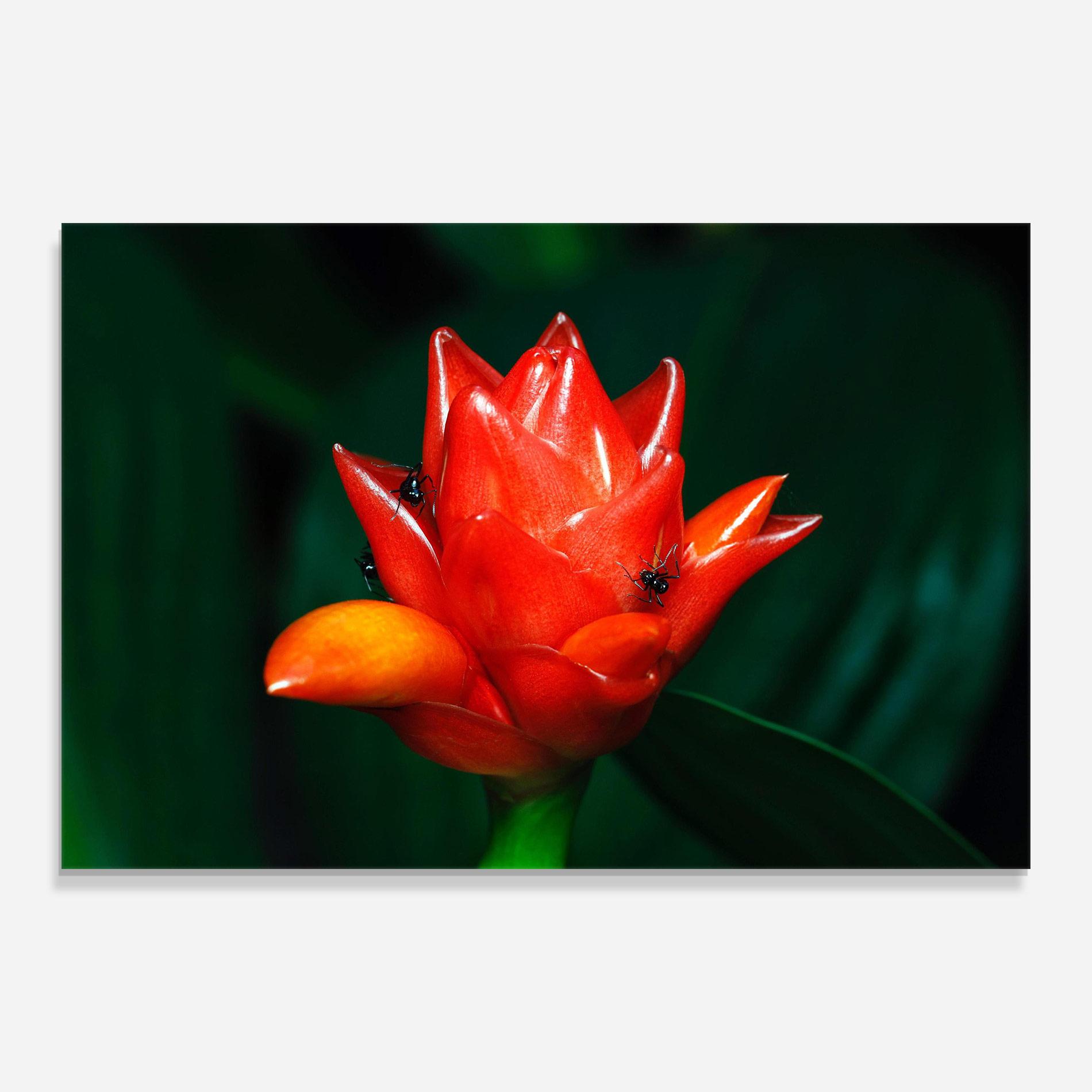 Üvegkép Cool Orange Exotic mockup 0