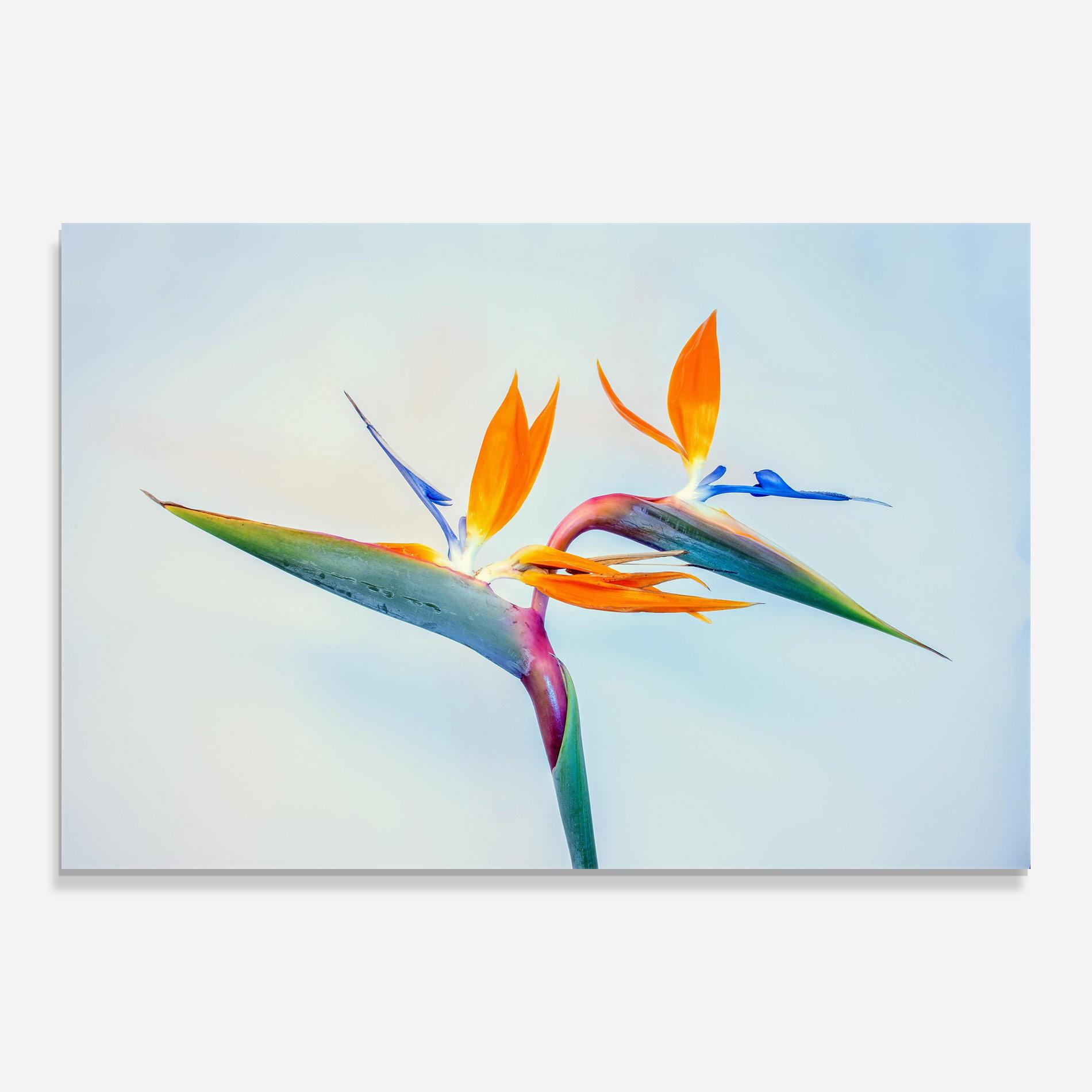 Üvegkép Green Orange Exotic mockup 0